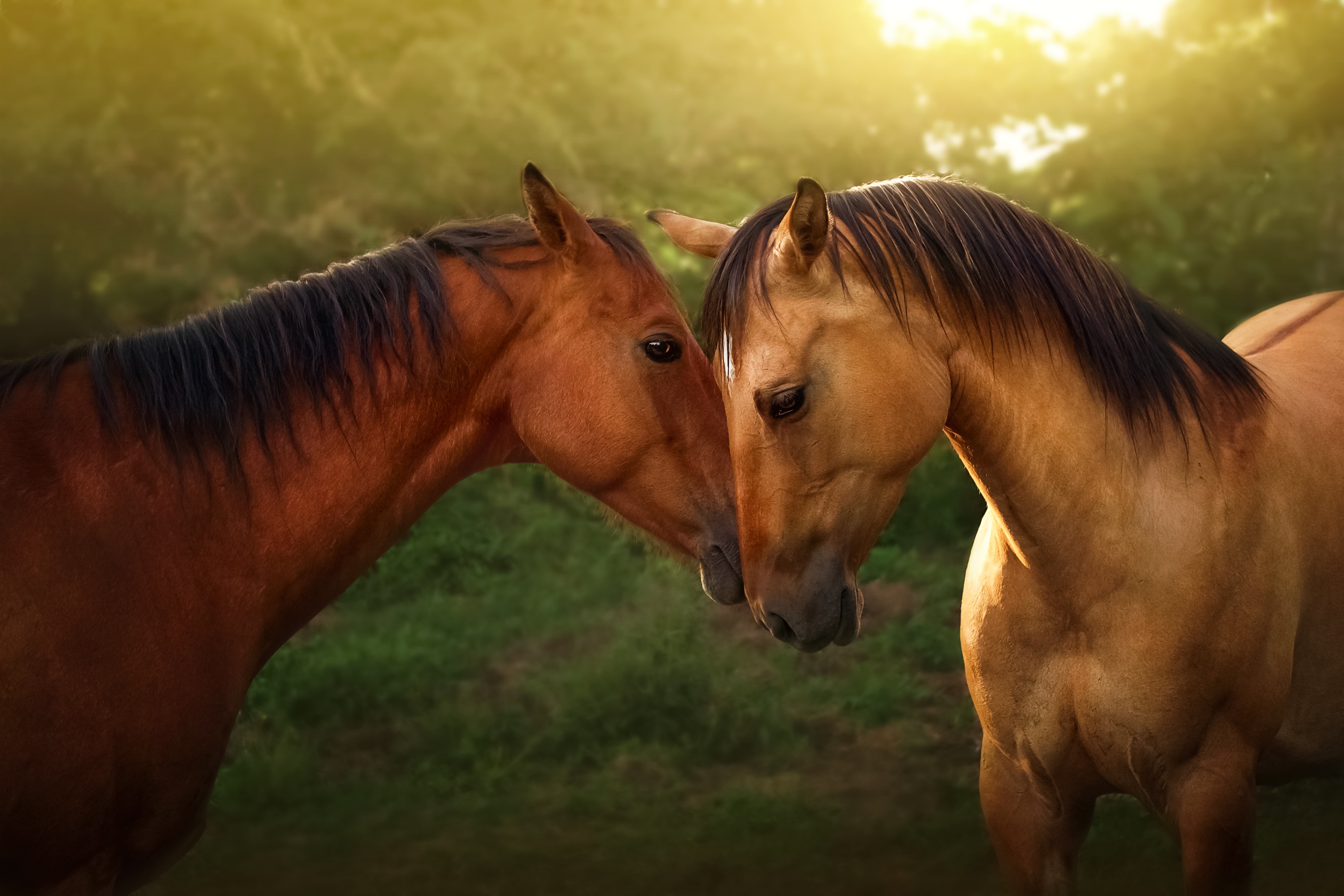 Descarga gratuita de fondo de pantalla para móvil de Animales, Caballo.