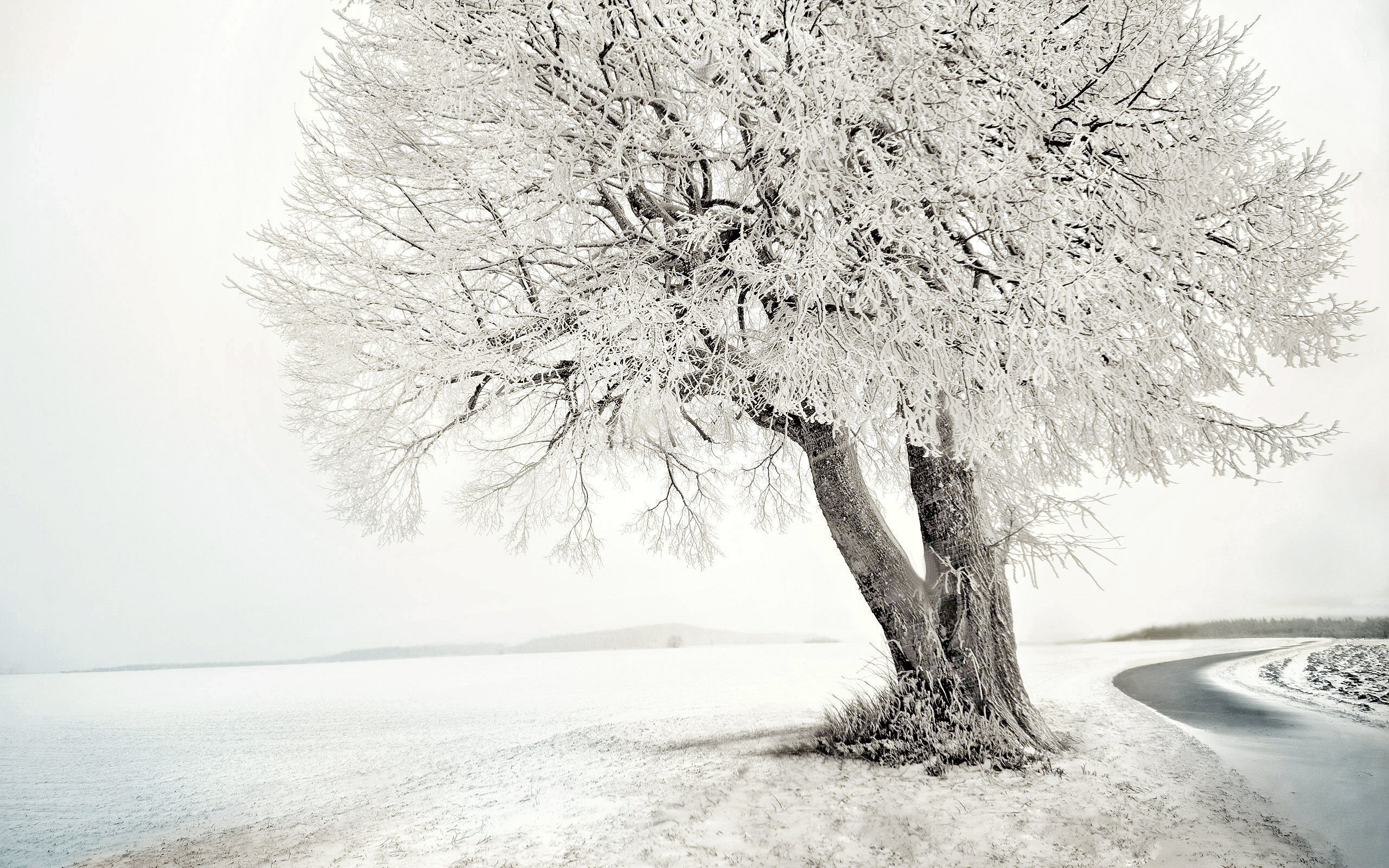 Скачать картинку Зима, Небо, Снег, Дерево, Белый, Земля/природа в телефон бесплатно.