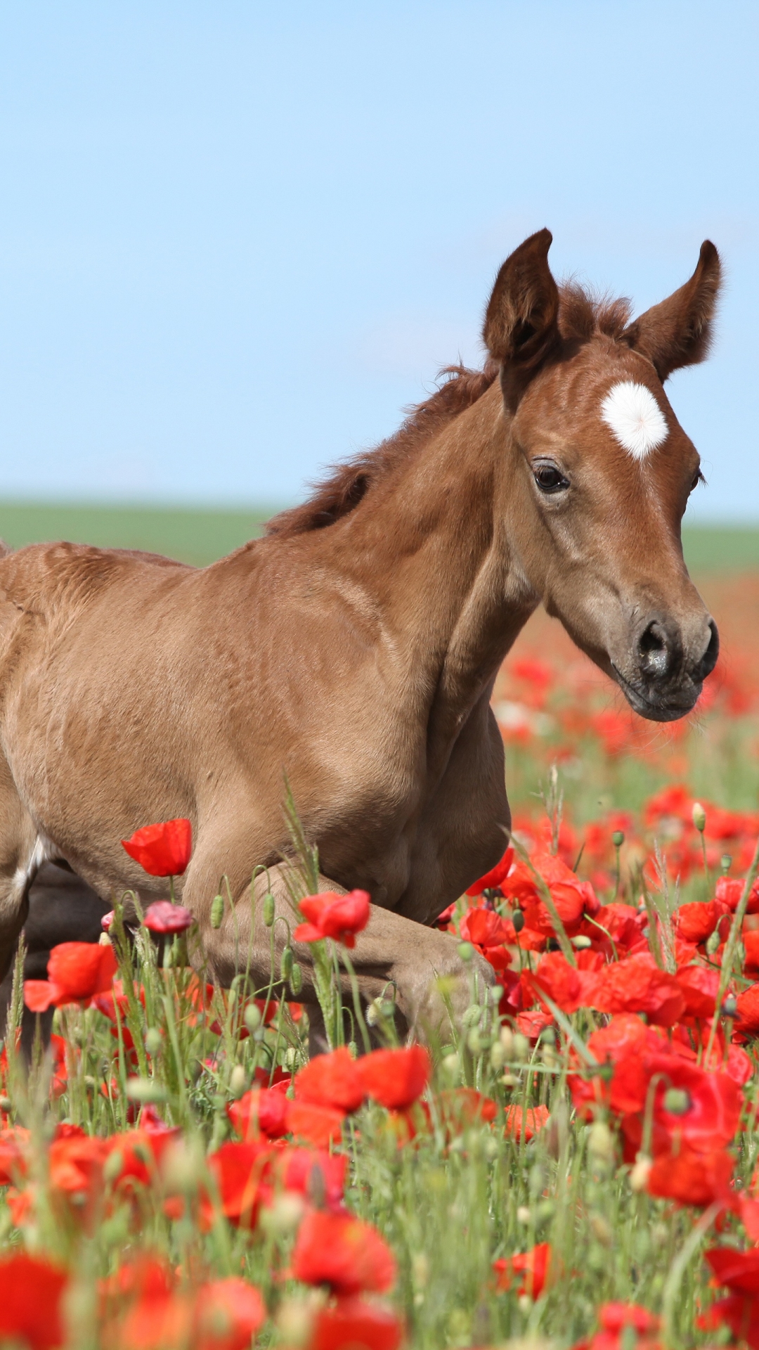 無料モバイル壁紙動物, 馬, ポピー, 夏, 花, 赤い花, 赤ちゃん動物, 仔馬をダウンロードします。