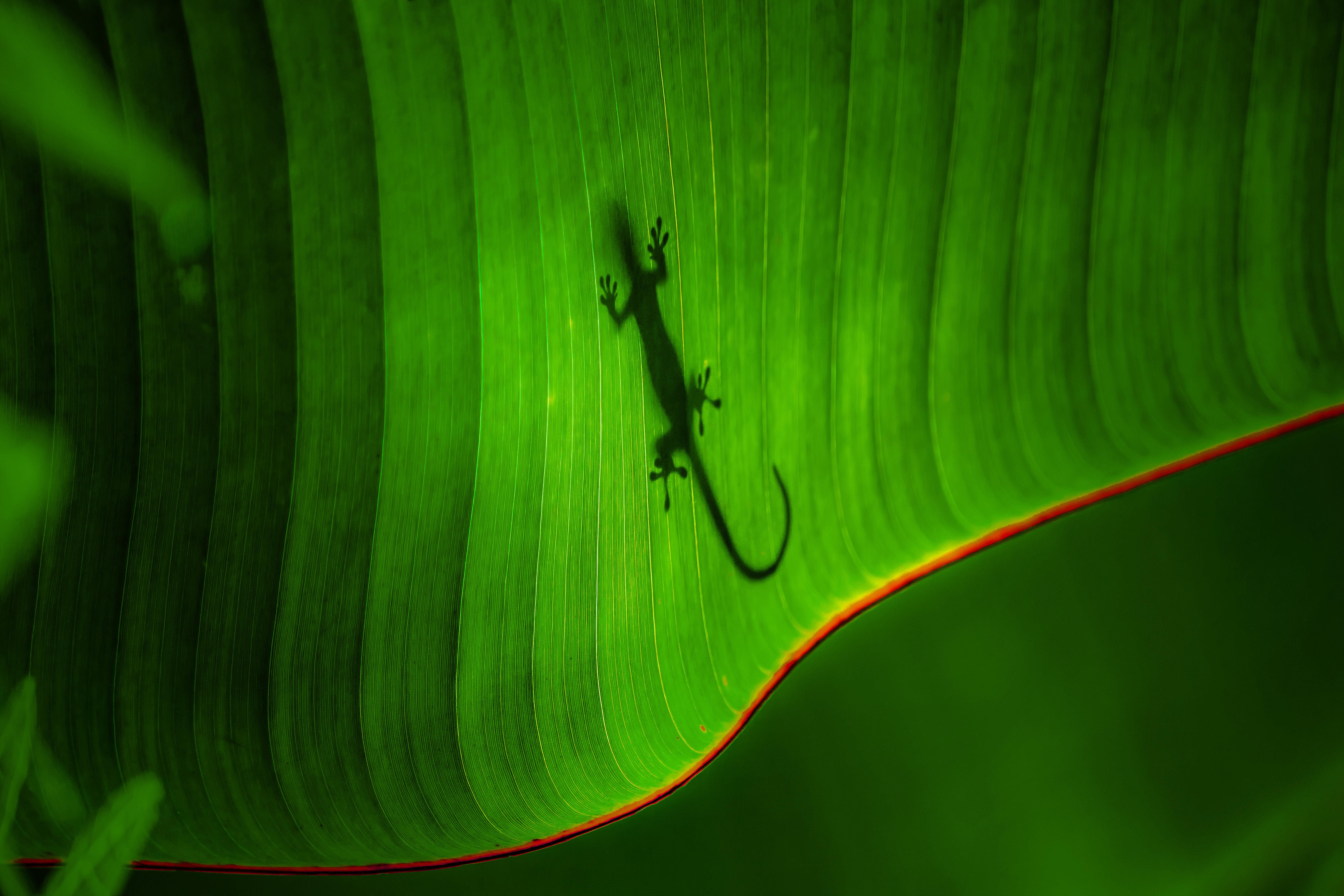 Free download wallpaper Nature, Silhouette, Leaf, Animal, Lizard, Reptiles, Gecko, Greenery on your PC desktop