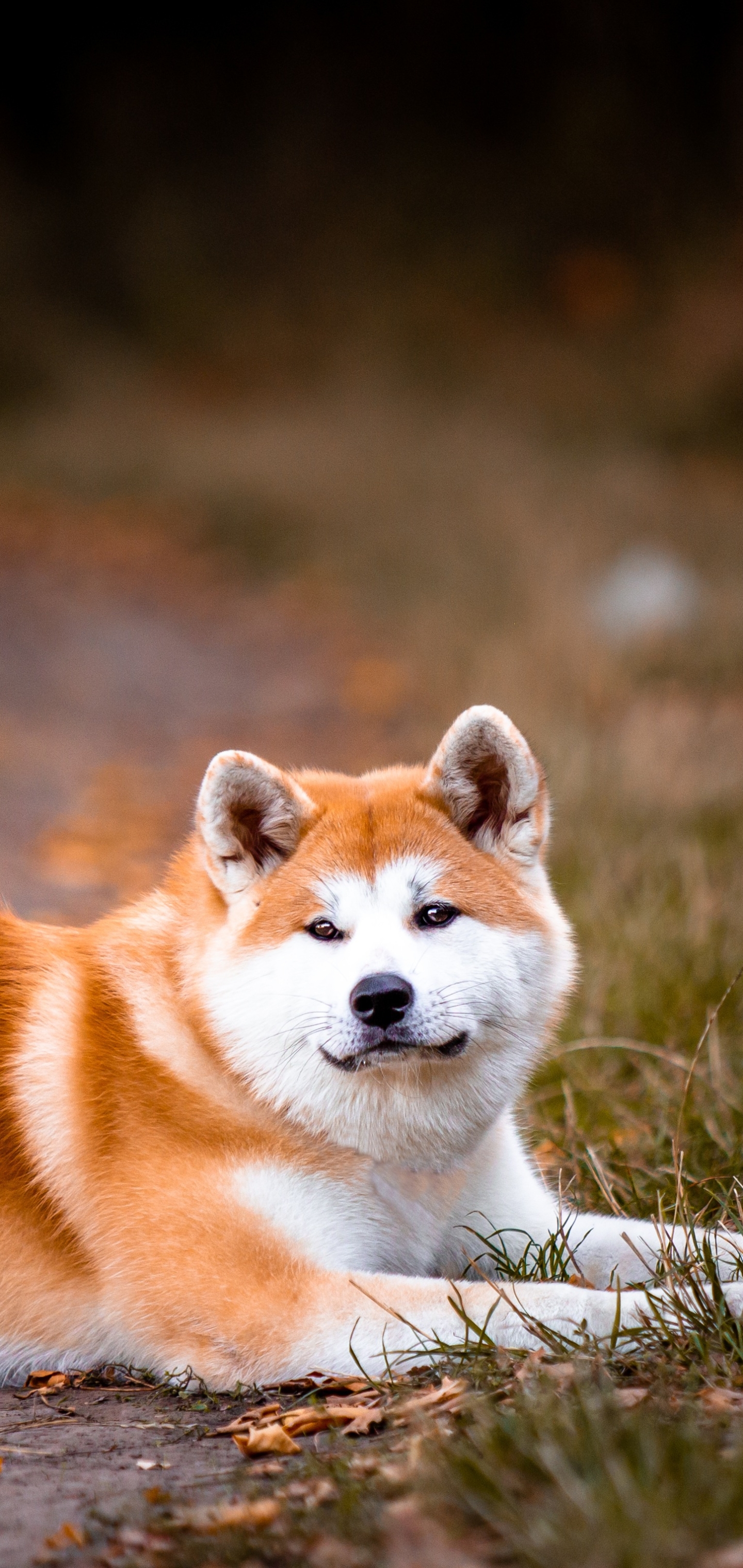 Laden Sie das Tiere, Hunde, Hund, Akita-Bild kostenlos auf Ihren PC-Desktop herunter