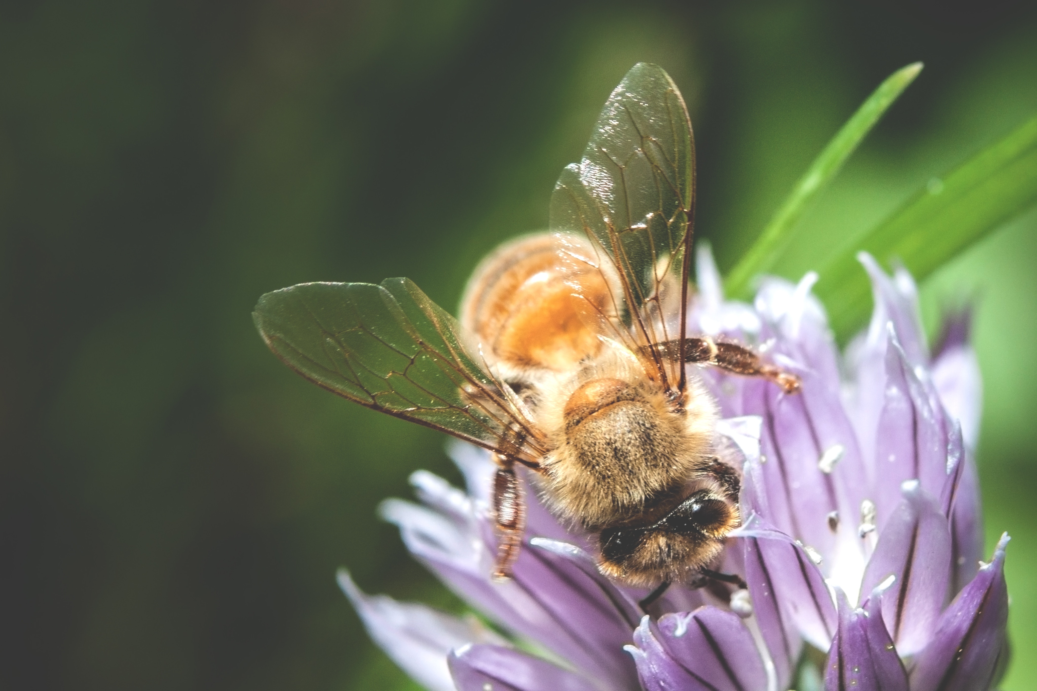 Free download wallpaper Macro, Bee, Pollination, Flower on your PC desktop