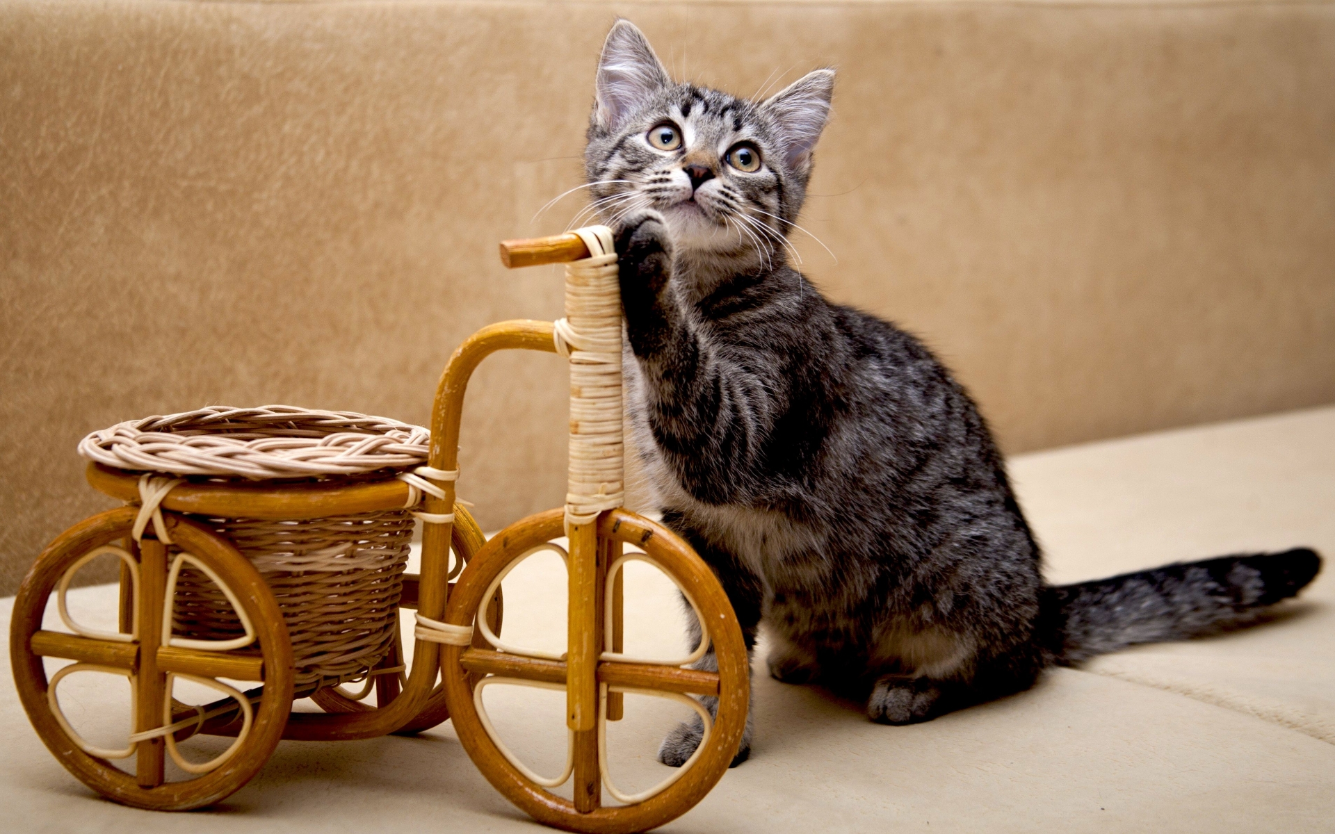 Baixar papel de parede para celular de Animais, Gato gratuito.