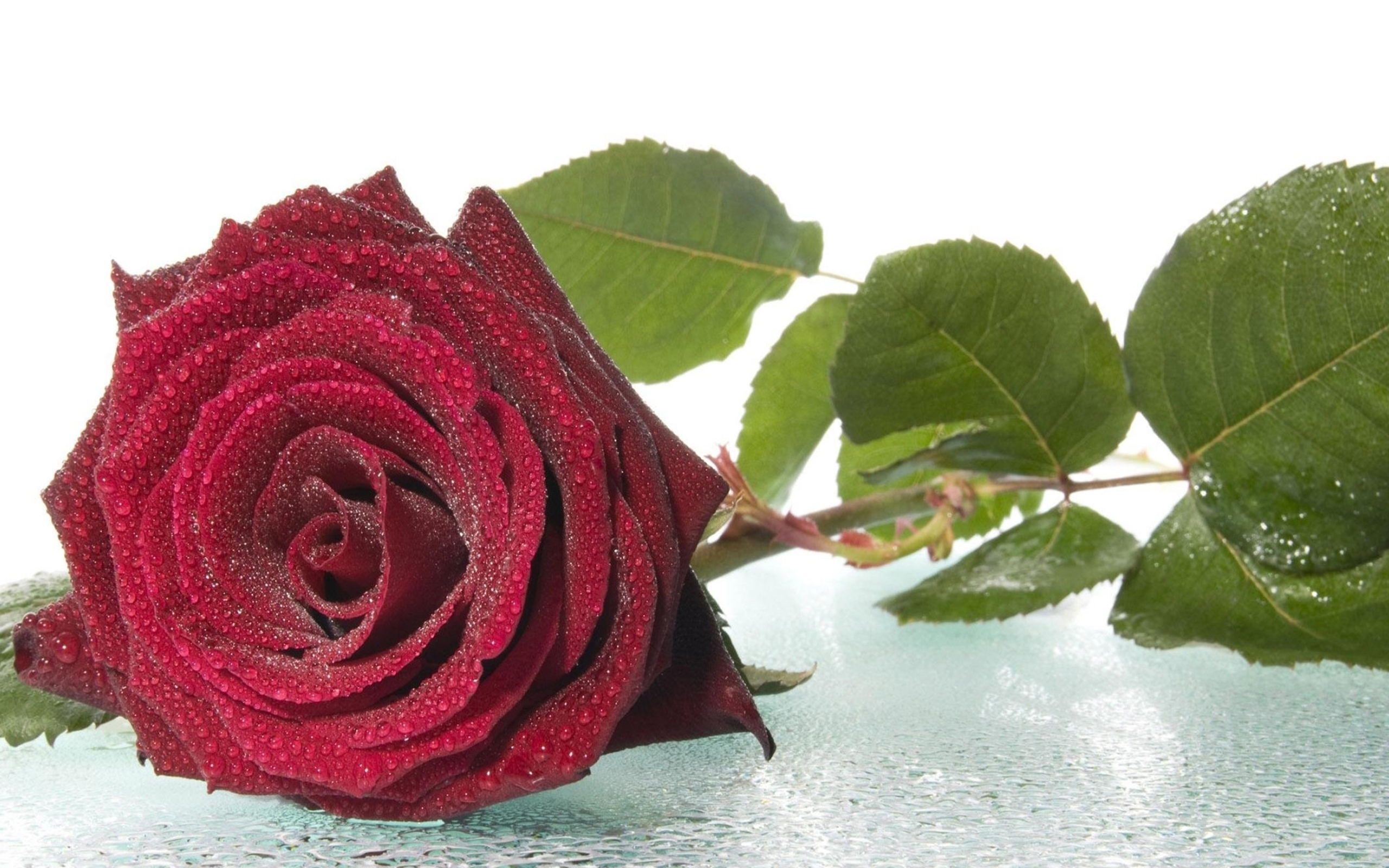 Download mobile wallpaper Flowers, Flower, Rose, Leaf, Earth, Dew, Red Rose for free.