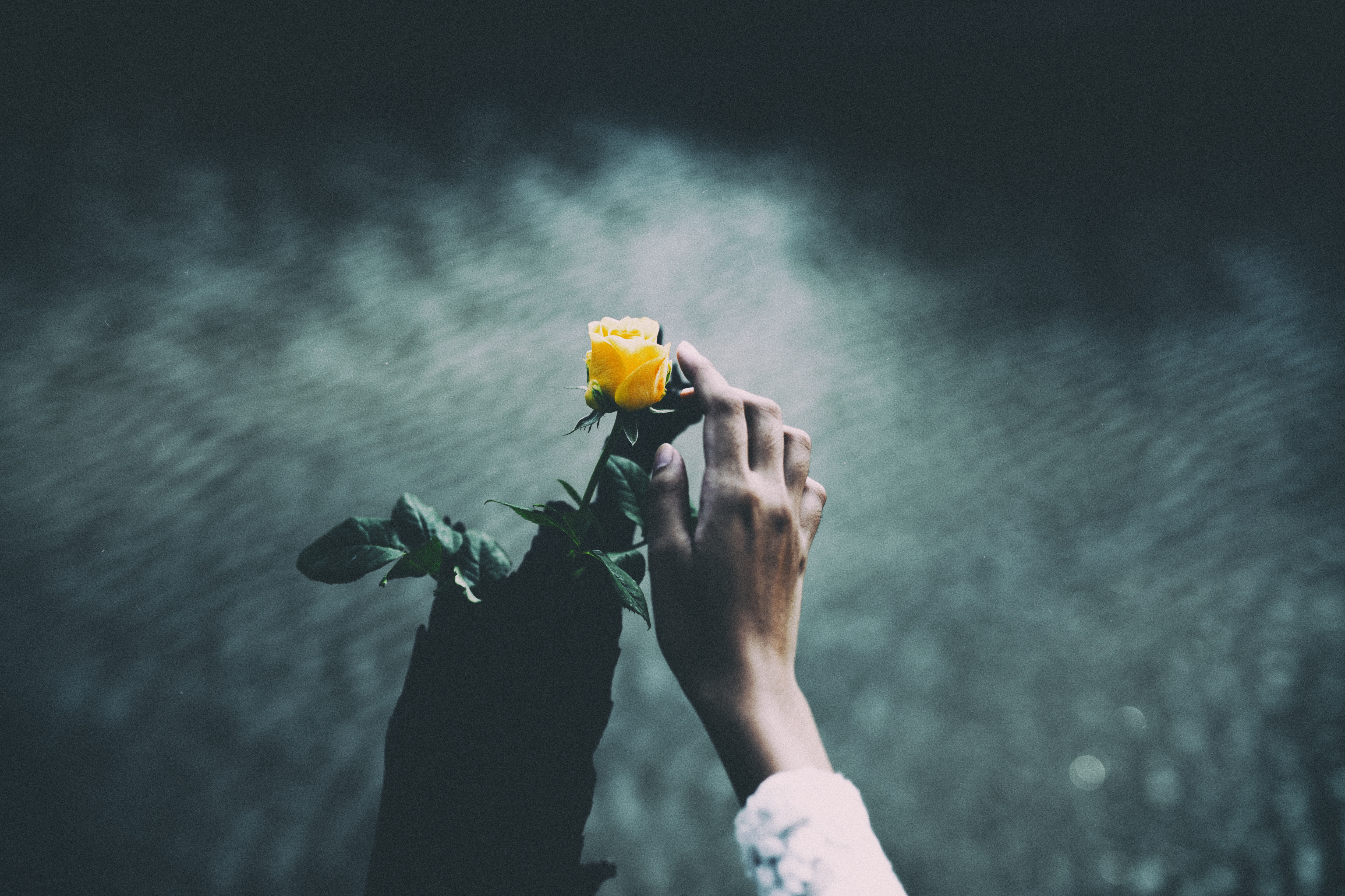 flowers, water, dark, hand, rose flower, rose, tenderness, touching, touch