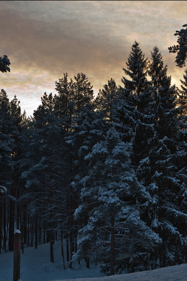 Descarga gratuita de fondo de pantalla para móvil de Invierno, Tierra/naturaleza.