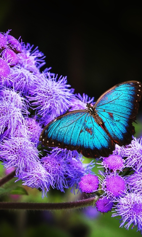 Descarga gratuita de fondo de pantalla para móvil de Animales, Mariposa.