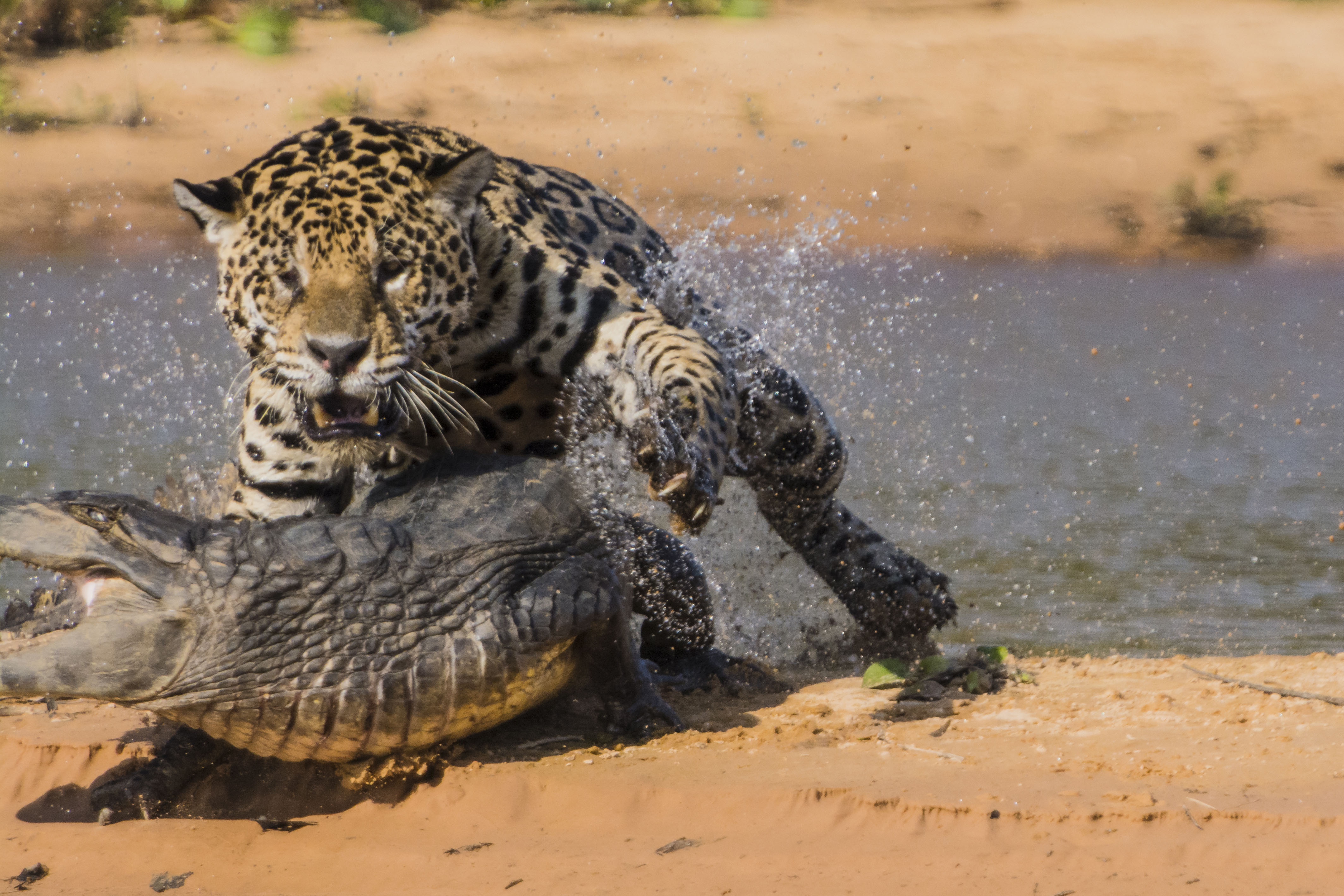 Handy-Wallpaper Tiere, Jaguar kostenlos herunterladen.