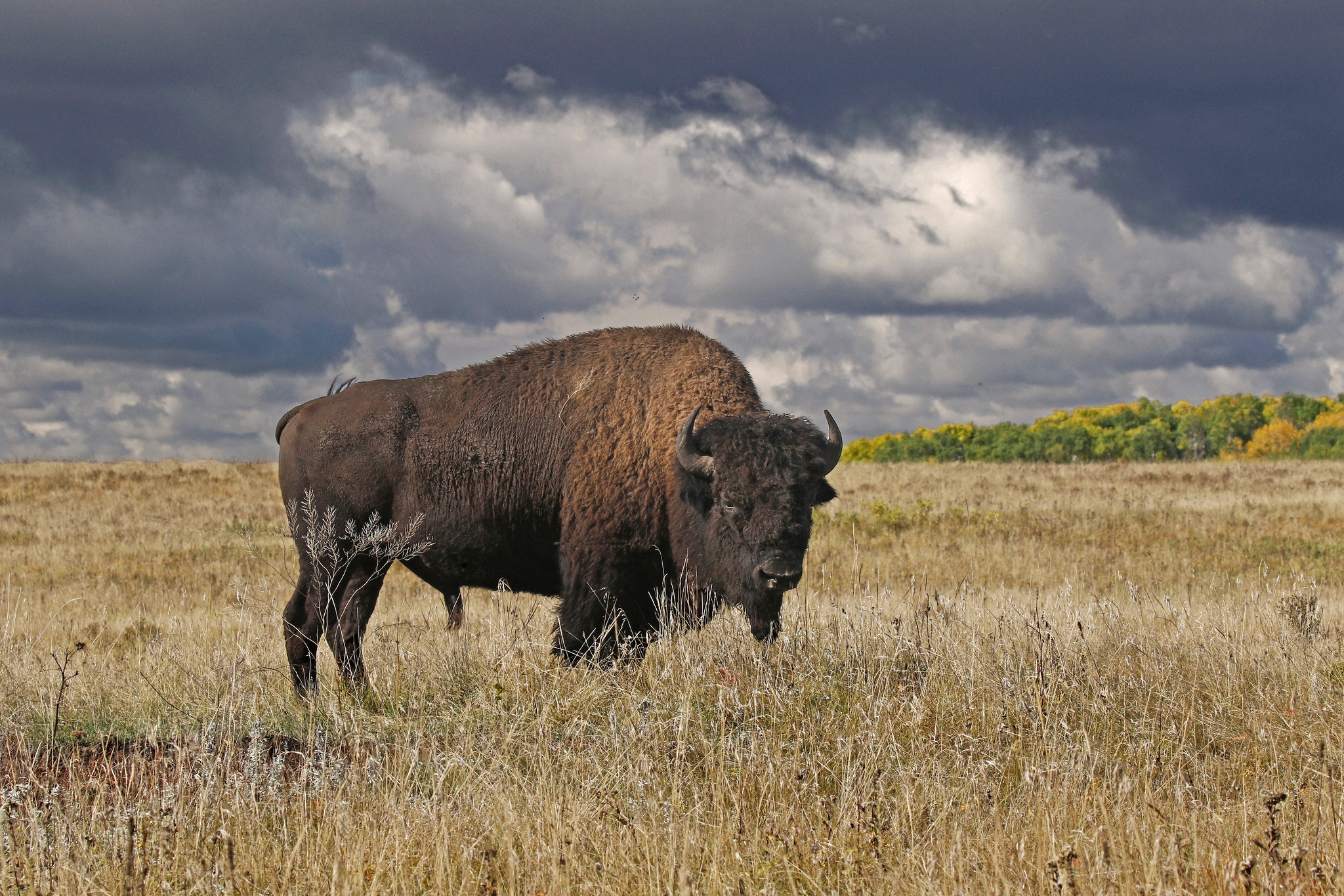 animal, american bison, field
