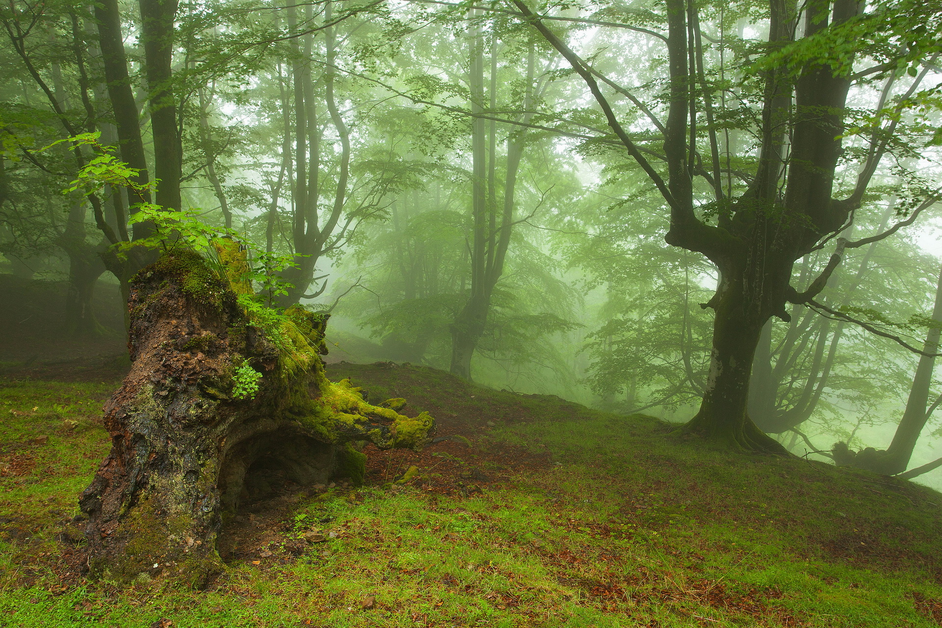 Free download wallpaper Forest, Earth on your PC desktop