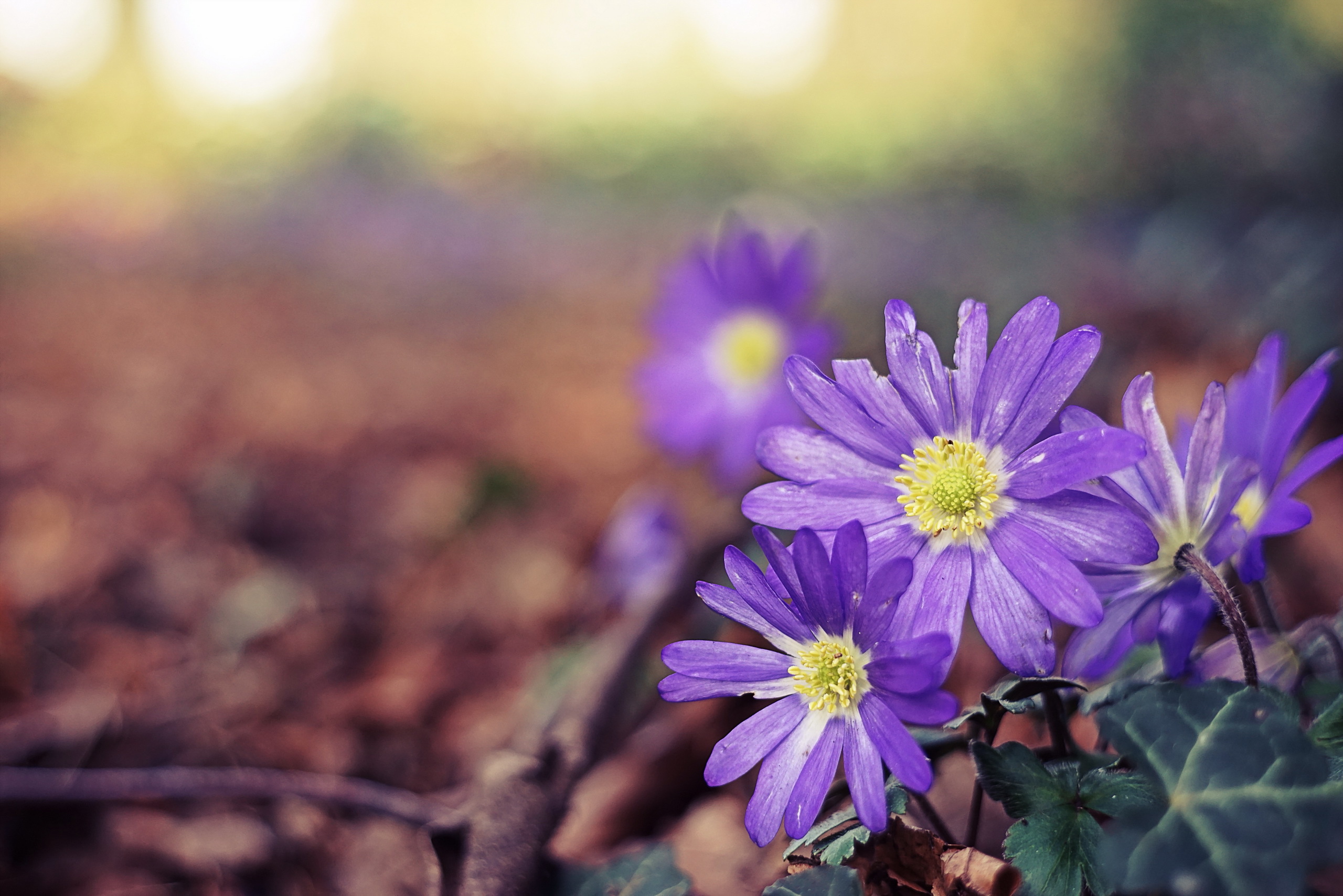 Free download wallpaper Nature, Flowers, Flower, Blur, Earth, Purple Flower on your PC desktop