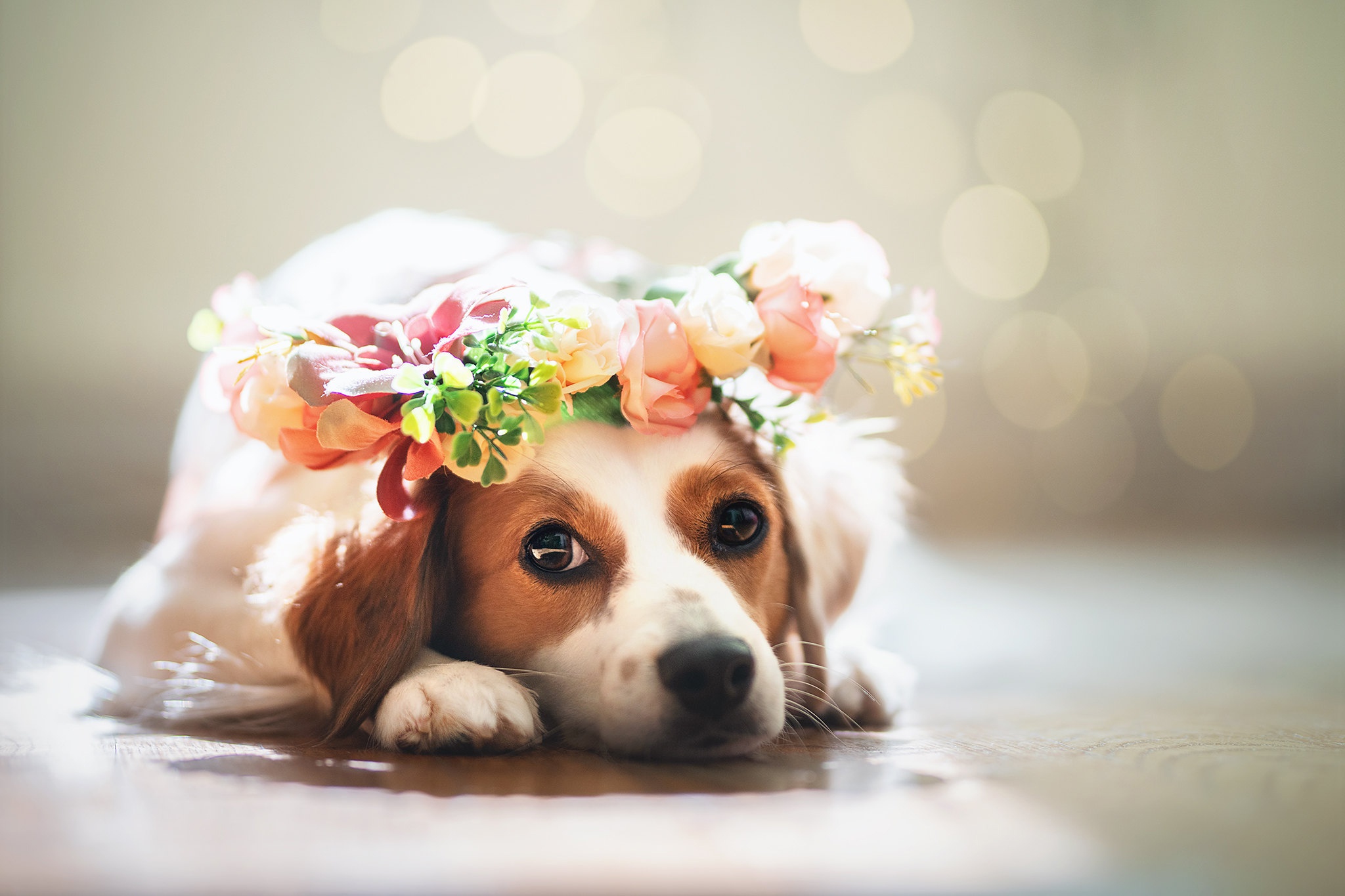 Download mobile wallpaper Dogs, Dog, Animal, Wreath for free.