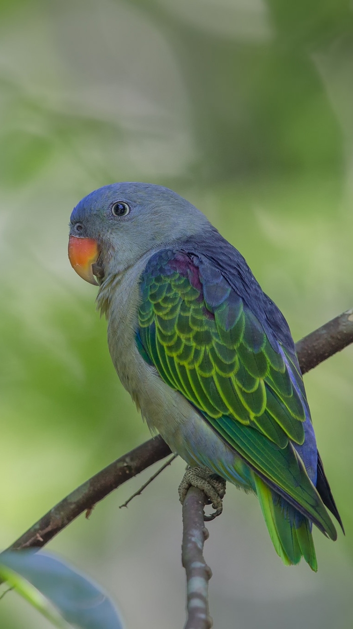 Téléchargez des papiers peints mobile Animaux, Oiseau, Bokeh, Des Oiseaux gratuitement.