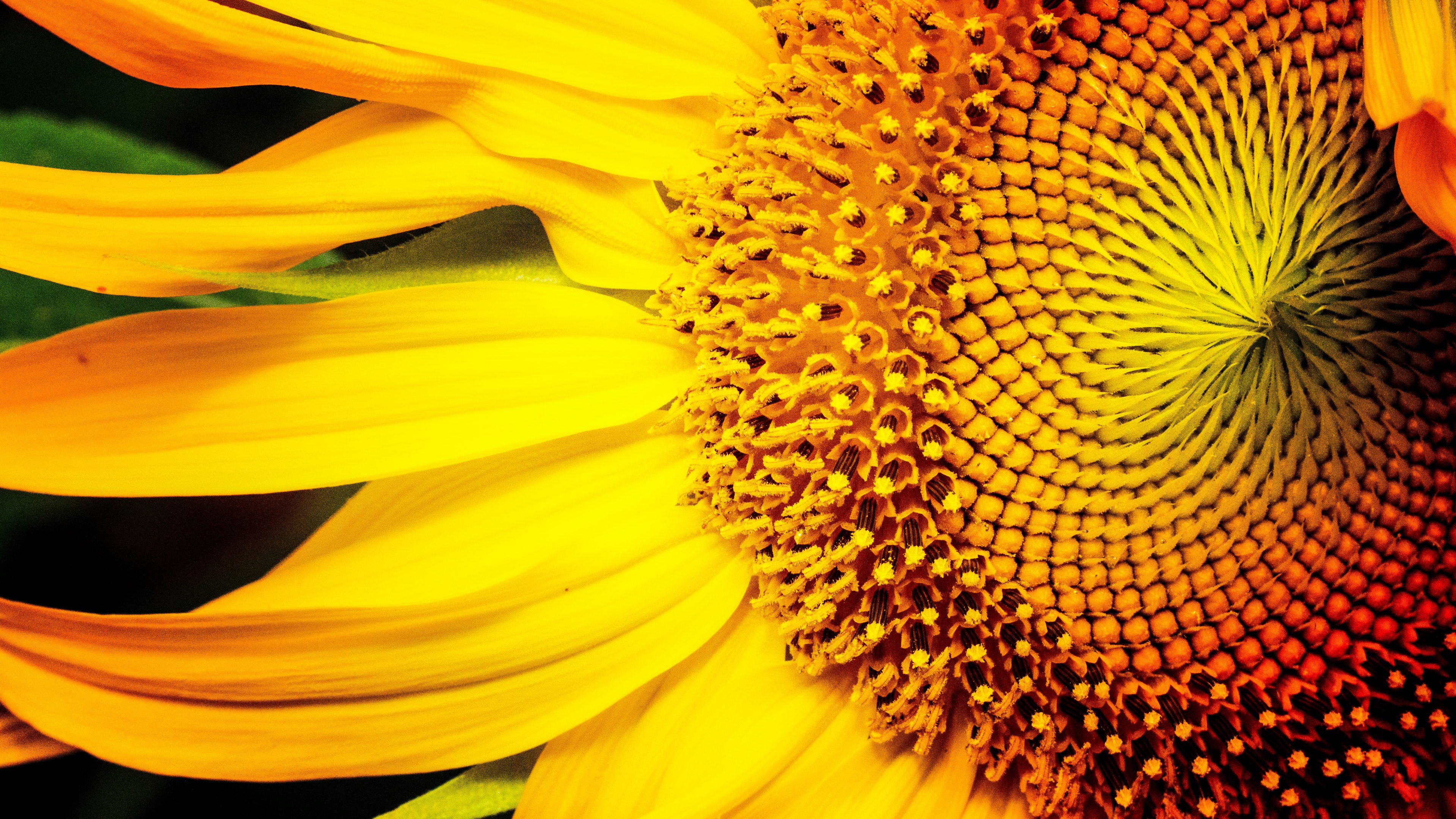 Descarga gratis la imagen Flores, Girasol, Tierra/naturaleza en el escritorio de tu PC