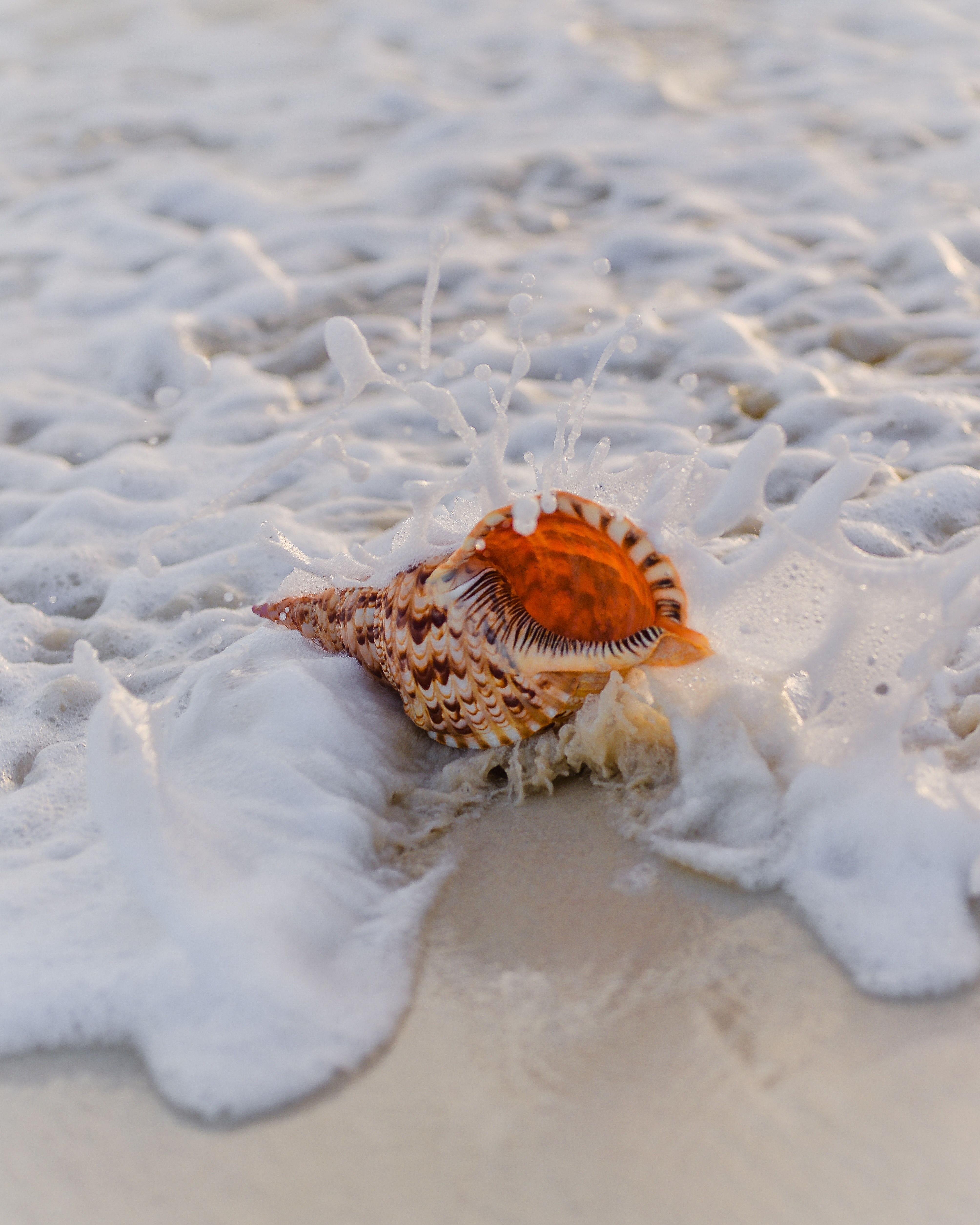 shell, sand, macro, foam, surf phone background