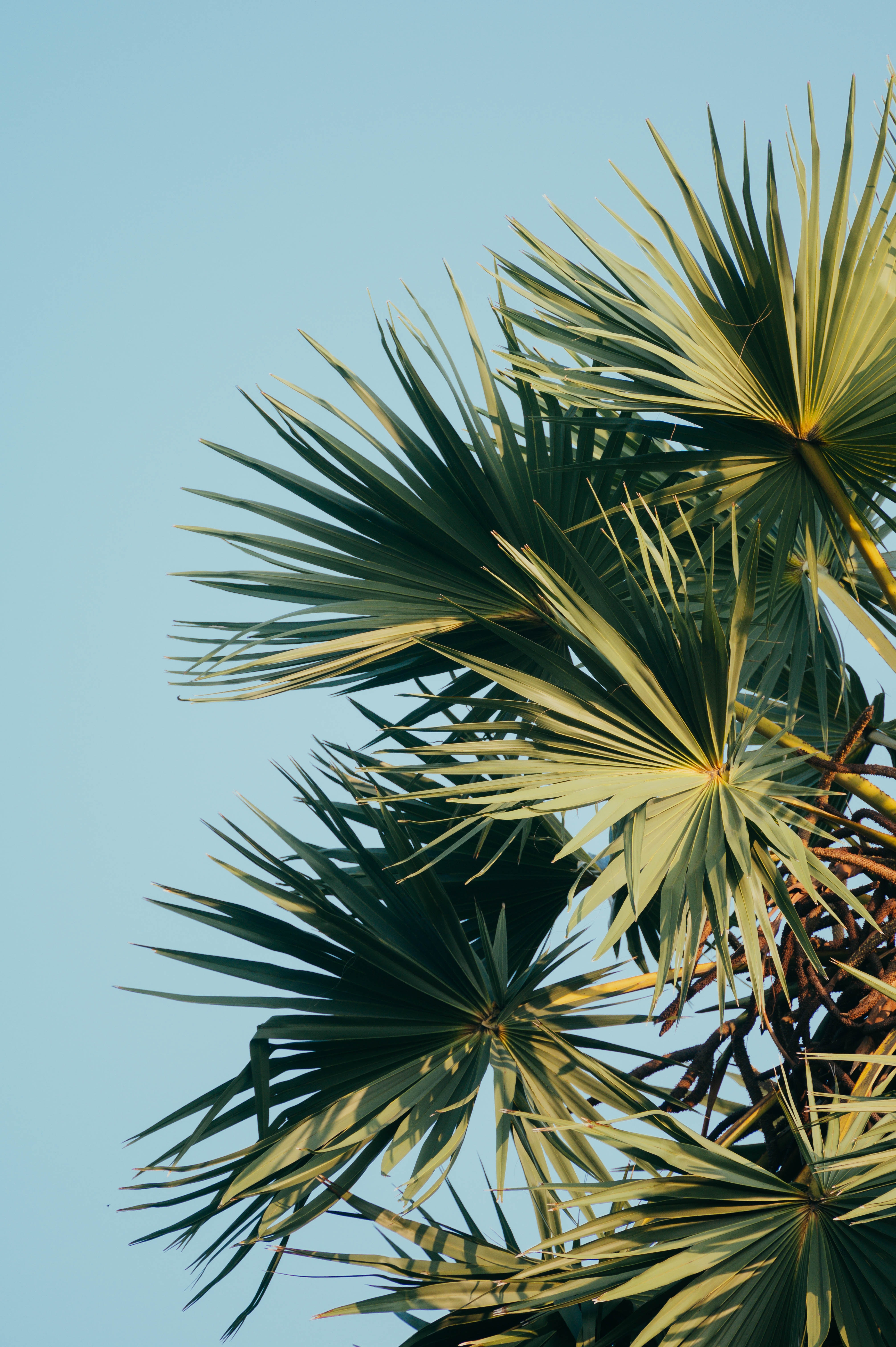 Free download wallpaper Sky, Palm, Branches, Nature, Leaves, Carved on your PC desktop