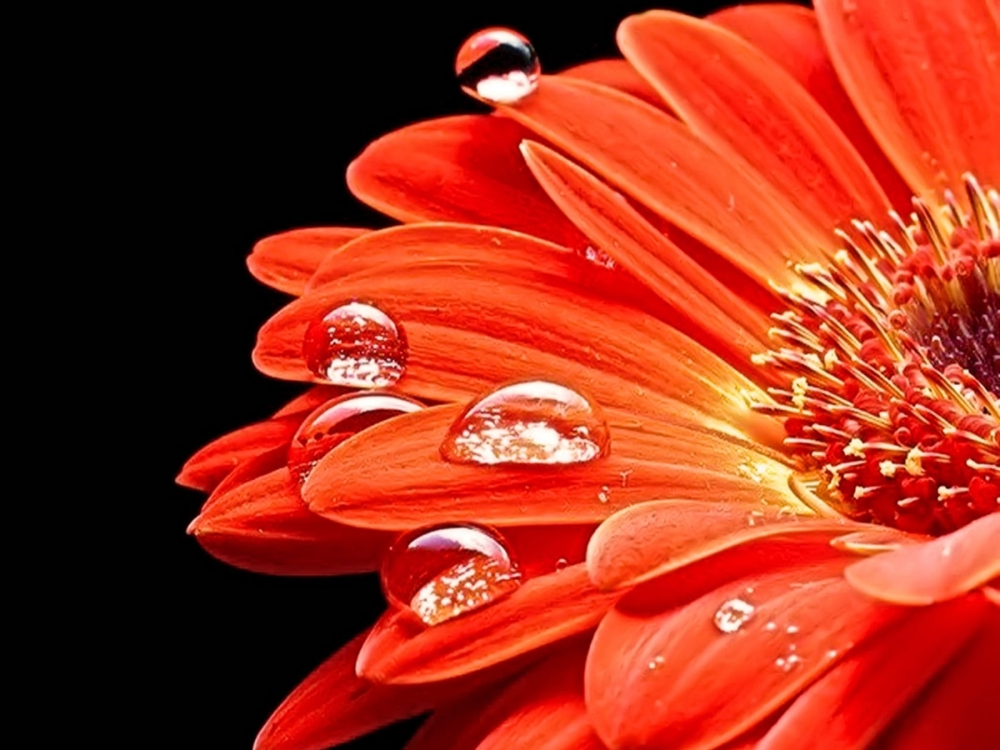 Laden Sie das Blumen, Drops, Pflanzen-Bild kostenlos auf Ihren PC-Desktop herunter