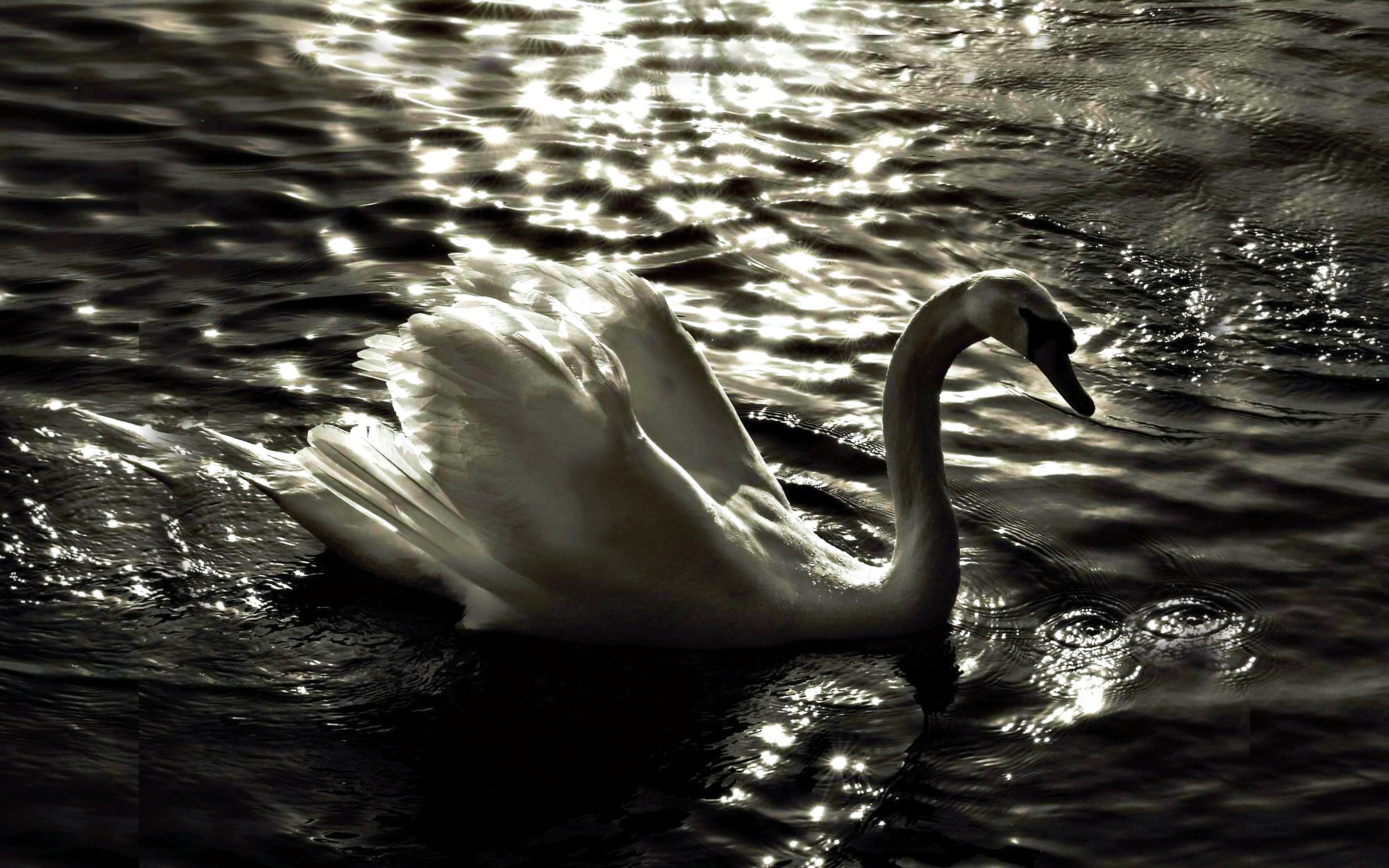 animal, mute swan, bird, lake, reflection, swan, water, white, birds