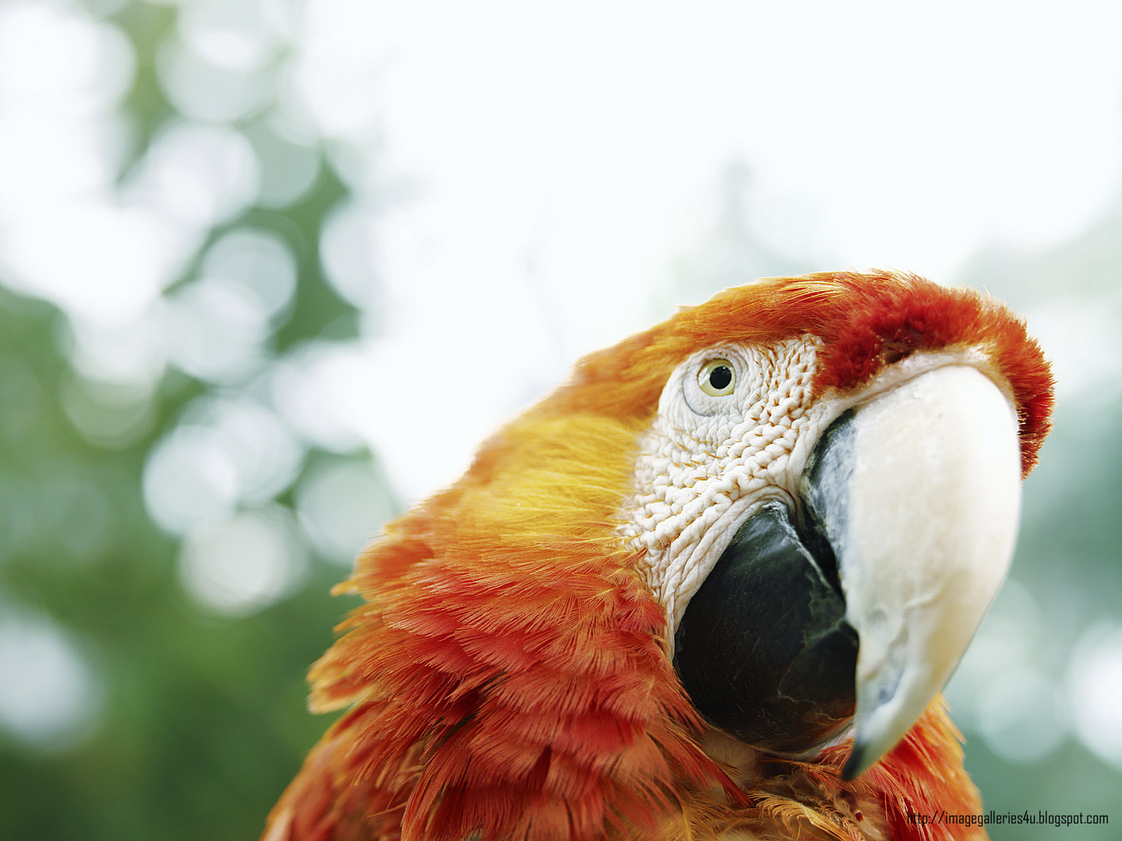 Free download wallpaper Animal, Macaw on your PC desktop