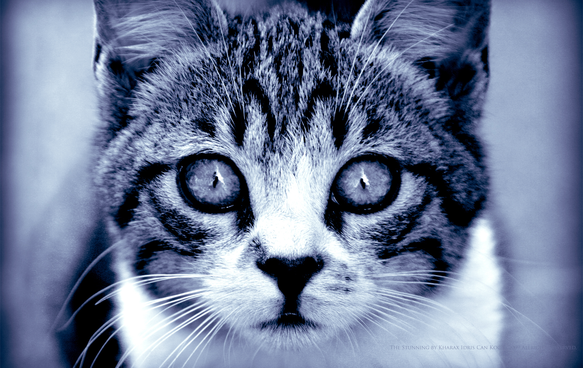 Baixe gratuitamente a imagem Gatos, Animais na área de trabalho do seu PC