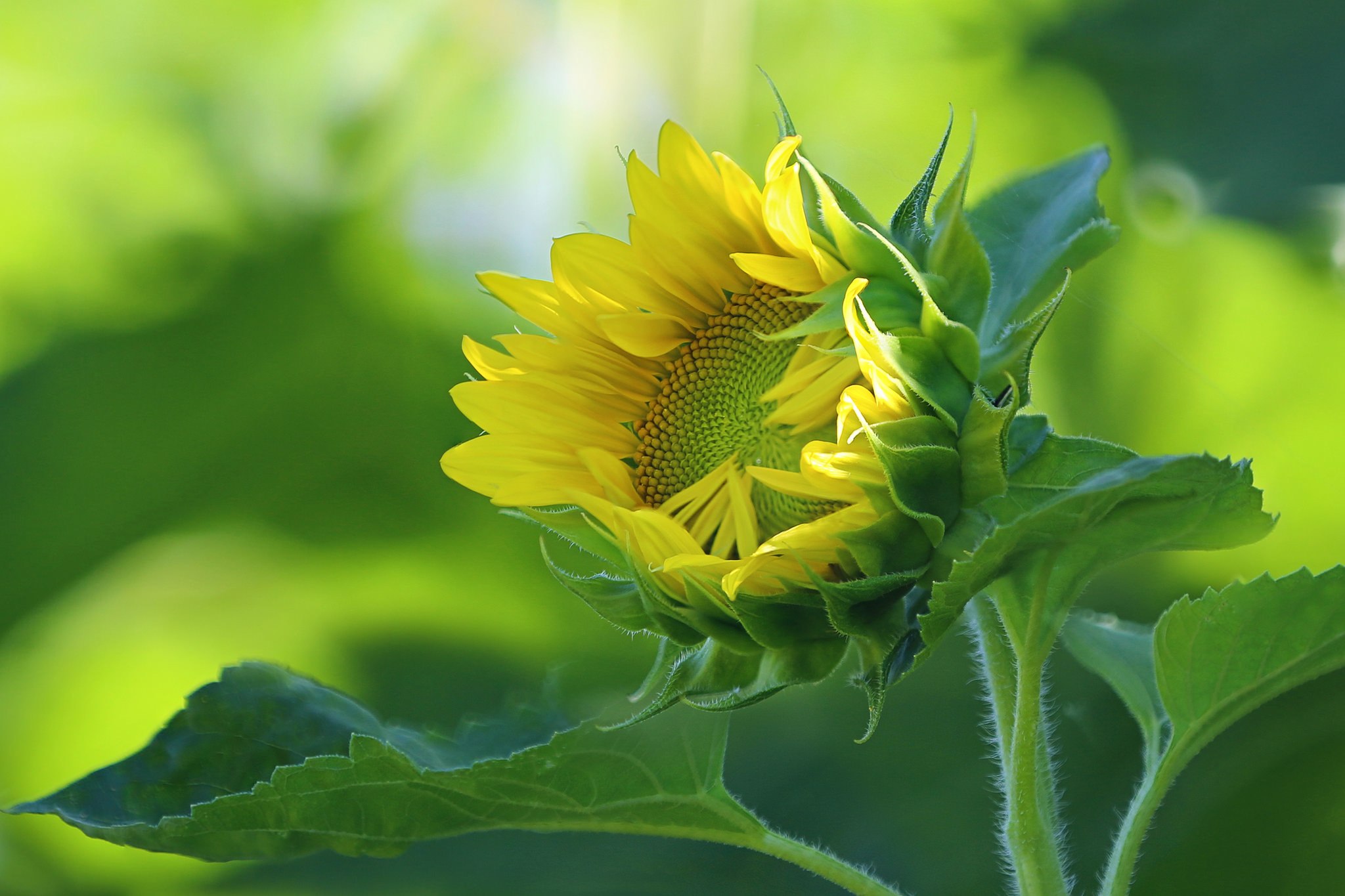 Download mobile wallpaper Nature, Flowers, Flower, Close Up, Earth, Sunflower for free.