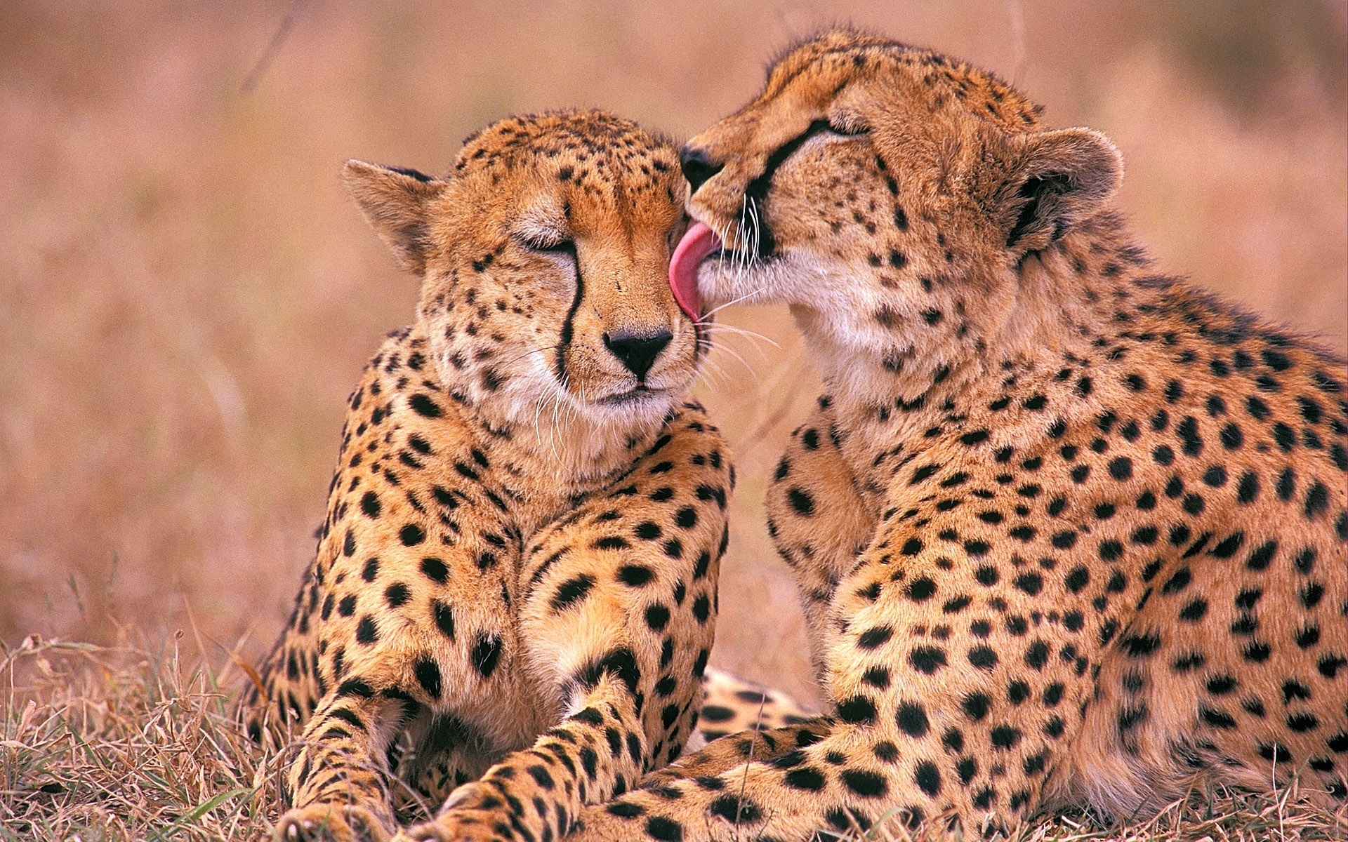 277390 descargar fondo de pantalla guepardo, animales, gatos: protectores de pantalla e imágenes gratis
