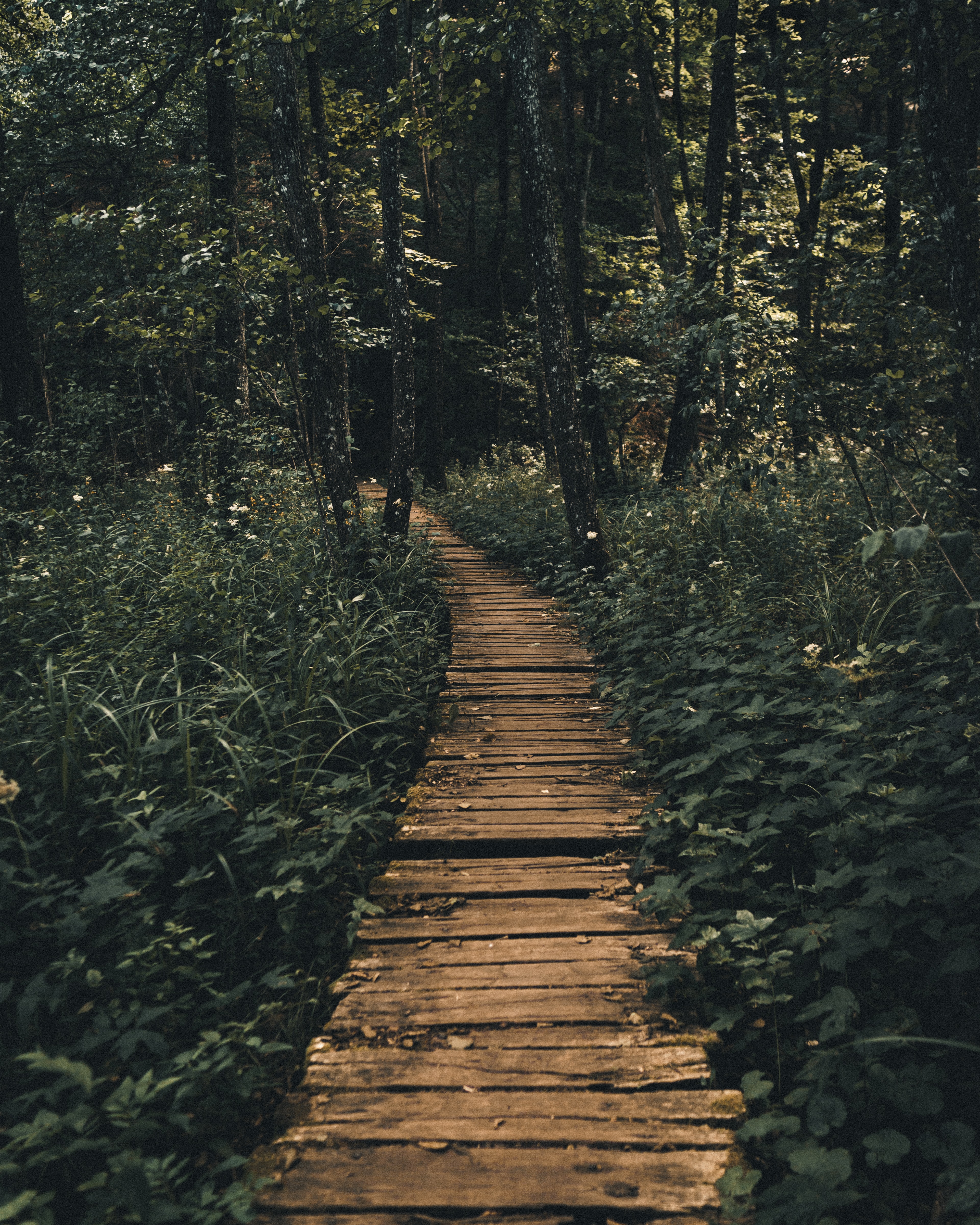 Free download wallpaper Nature, Wood, Forest, Path, Wooden on your PC desktop