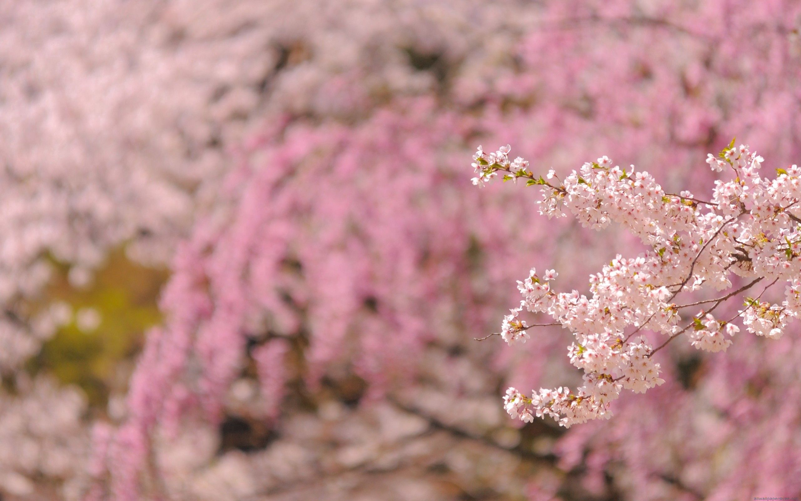 Free download wallpaper Spring, Nature, Flowering, Branch, Bloom on your PC desktop