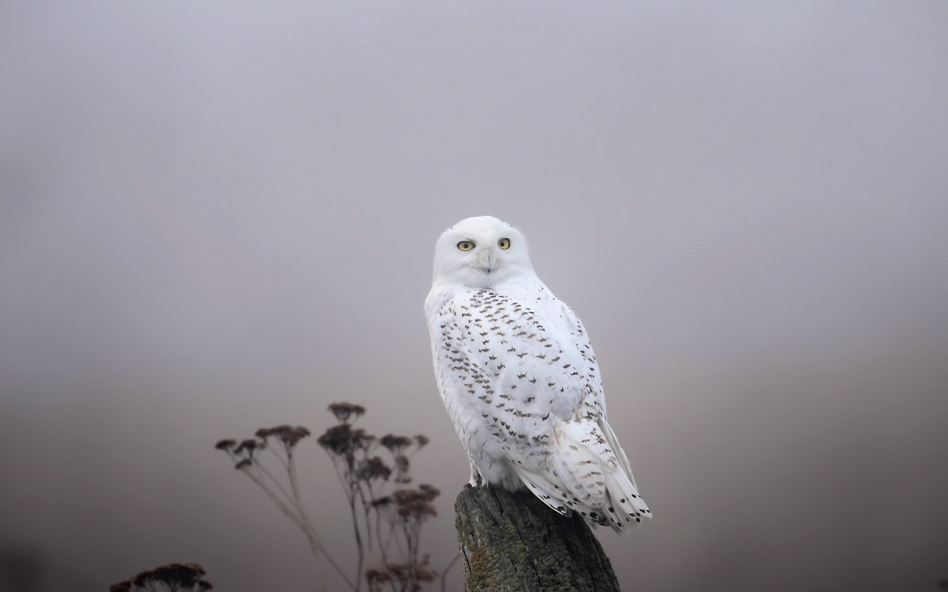 snowy owl, animal, birds