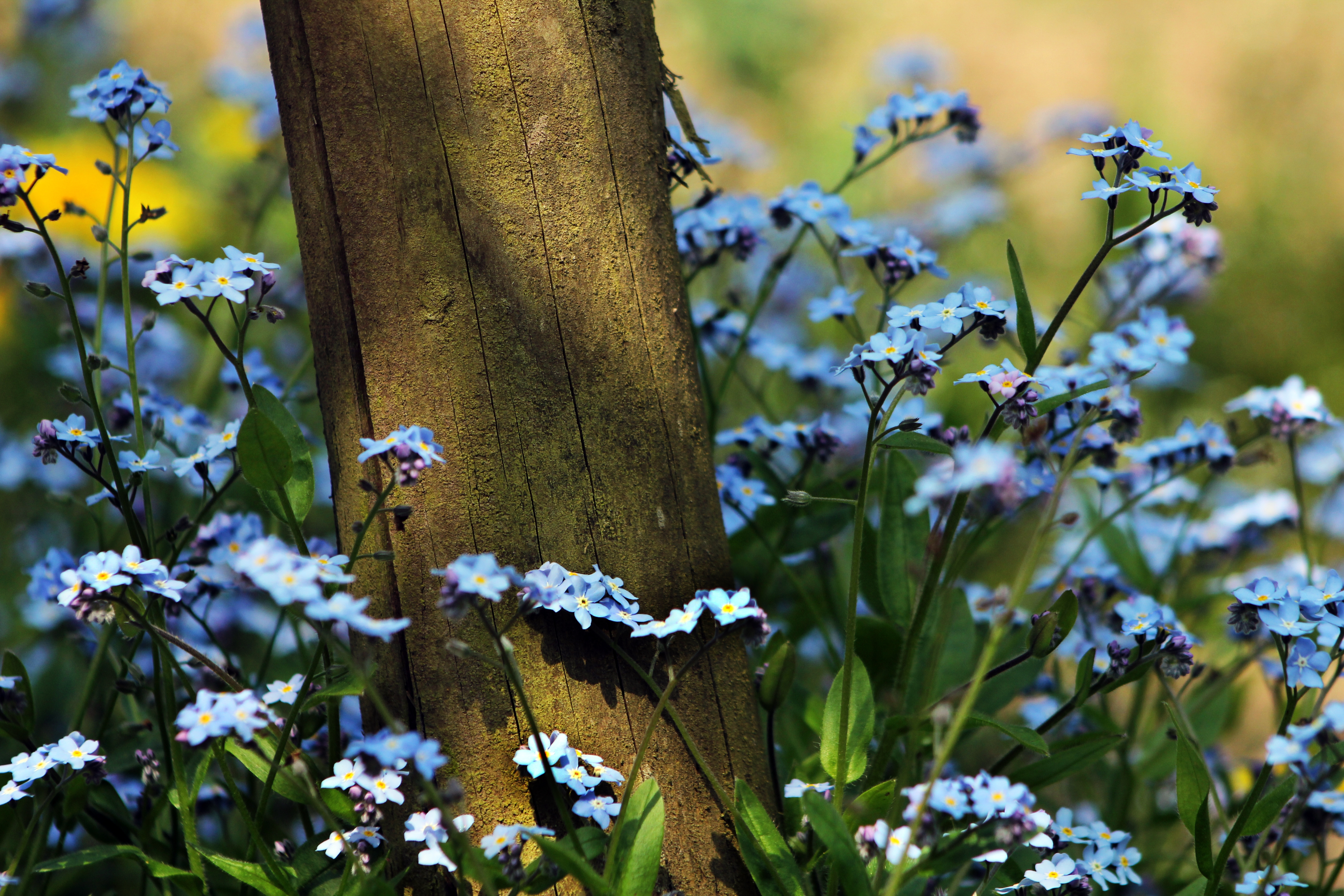 Laden Sie das Natur, Blauäugig, Log, Protokoll, Blaue Augen, Blumen-Bild kostenlos auf Ihren PC-Desktop herunter