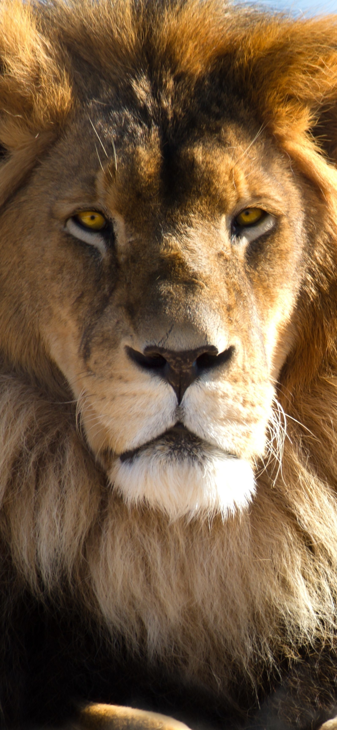 Téléchargez des papiers peints mobile Animaux, Chats, Lion gratuitement.