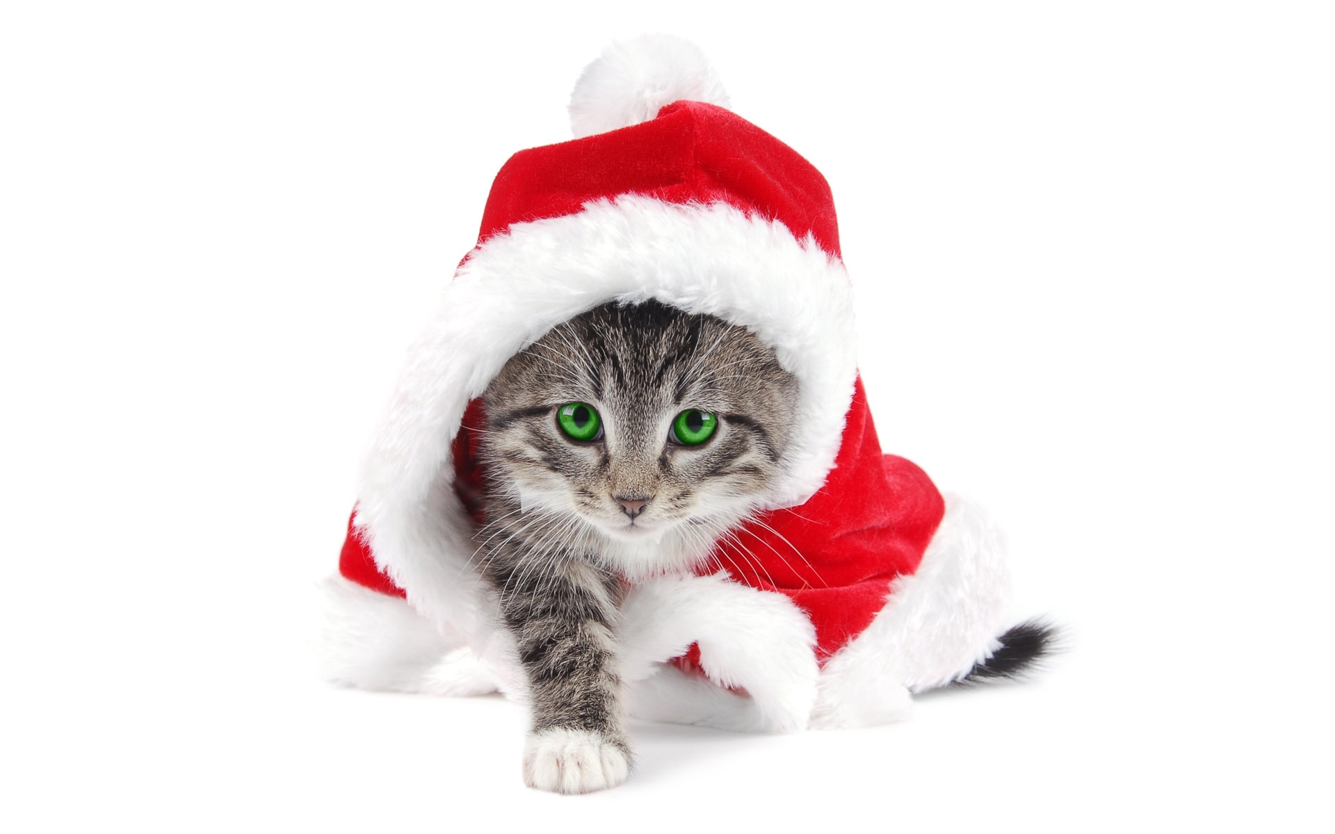Free download wallpaper Animals, New Year, Cats on your PC desktop