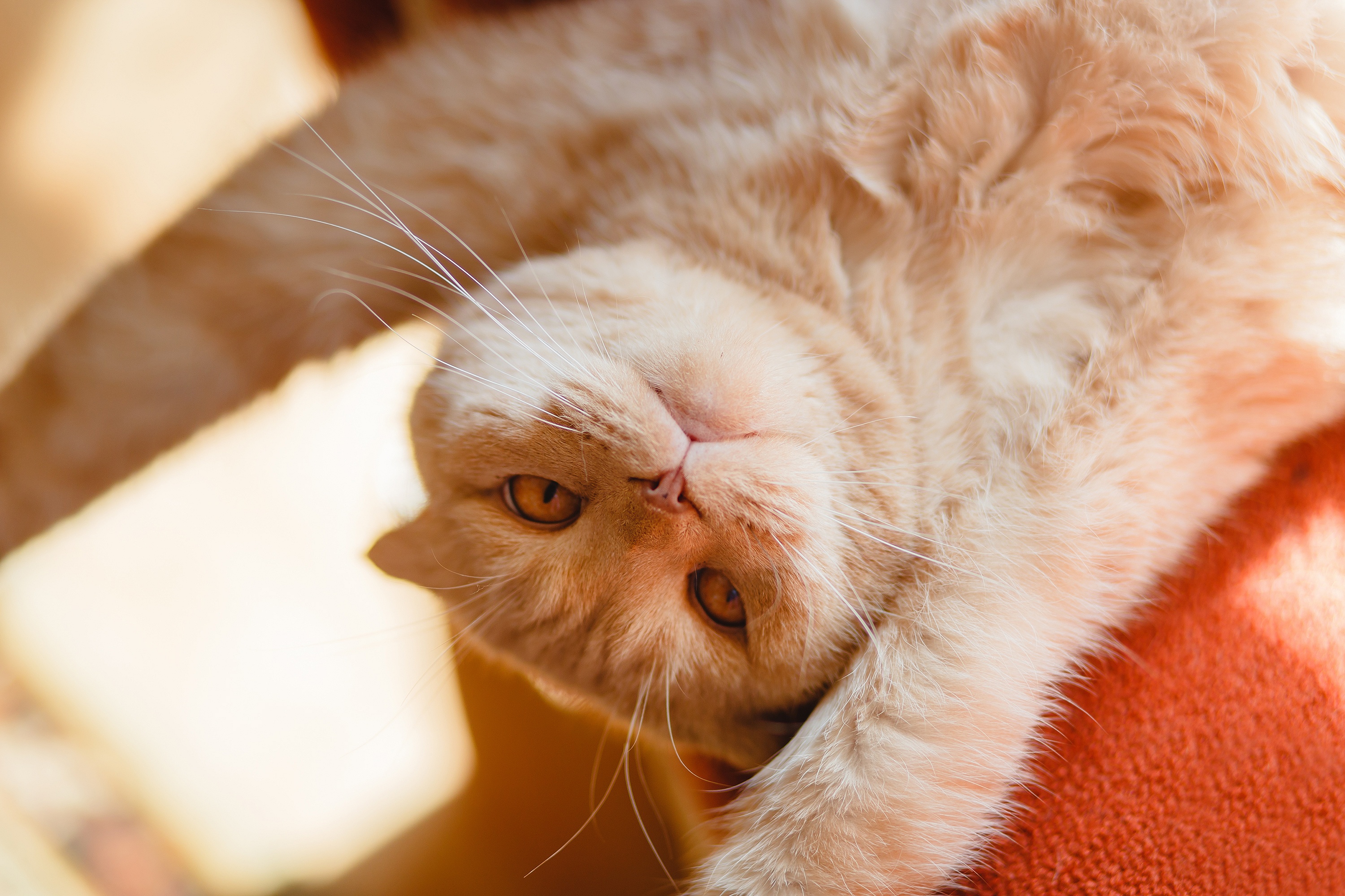 Téléchargez gratuitement l'image Animaux, Chats, Chat sur le bureau de votre PC