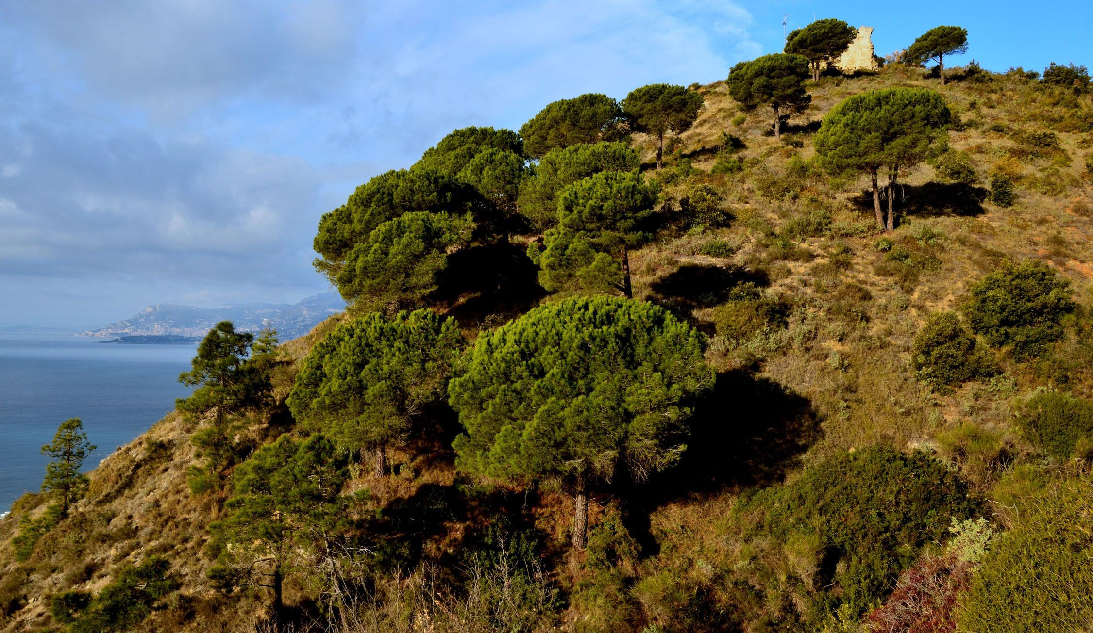 Téléchargez gratuitement l'image Arbre, Des Arbres, Terre/nature sur le bureau de votre PC