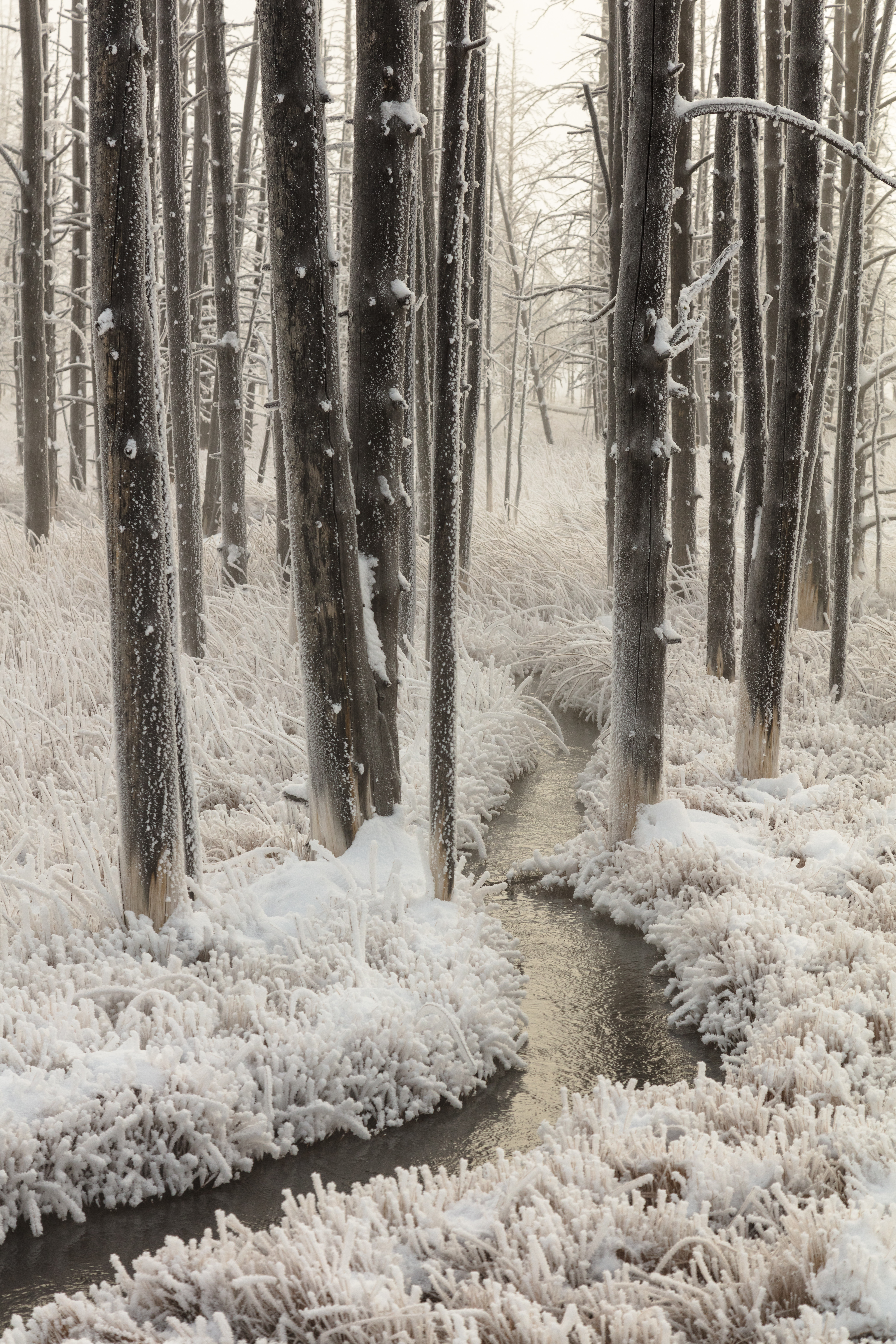 Free download wallpaper Trees, Hand, Frost, Creek, Brook, Nature on your PC desktop