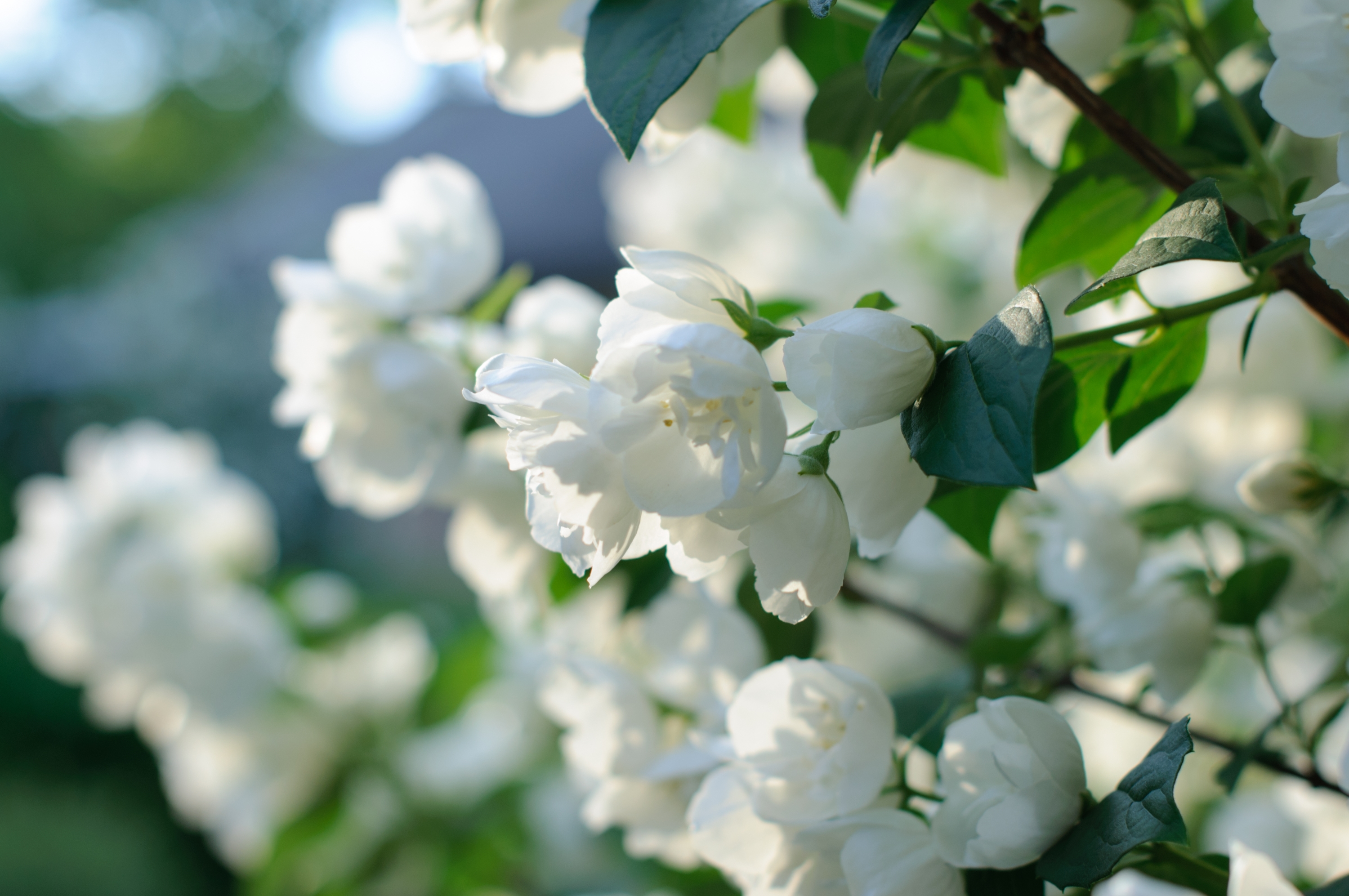 426810 завантажити шпалери весна, цвітіння, біла квітка, природа, земля, квітка, флауерзи - заставки і картинки безкоштовно