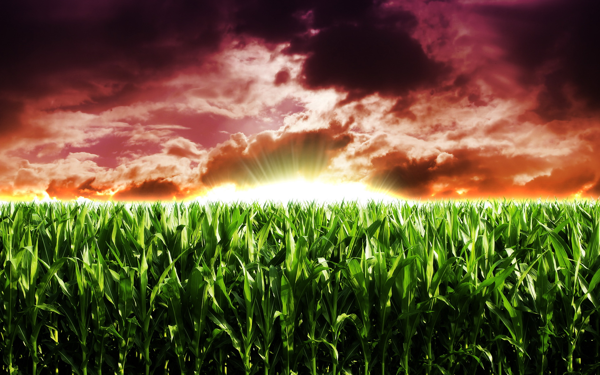 earth, cornfield