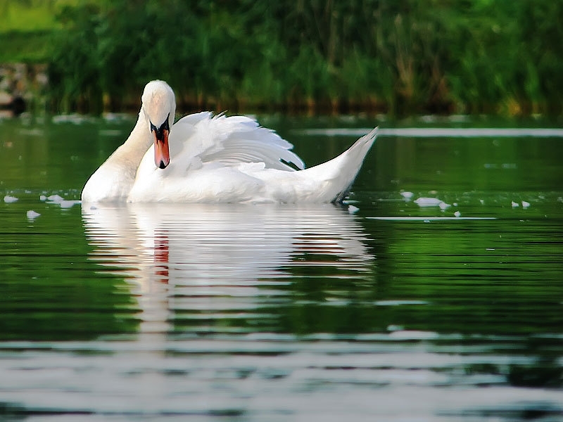 Download mobile wallpaper Animals, Birds, Swans for free.