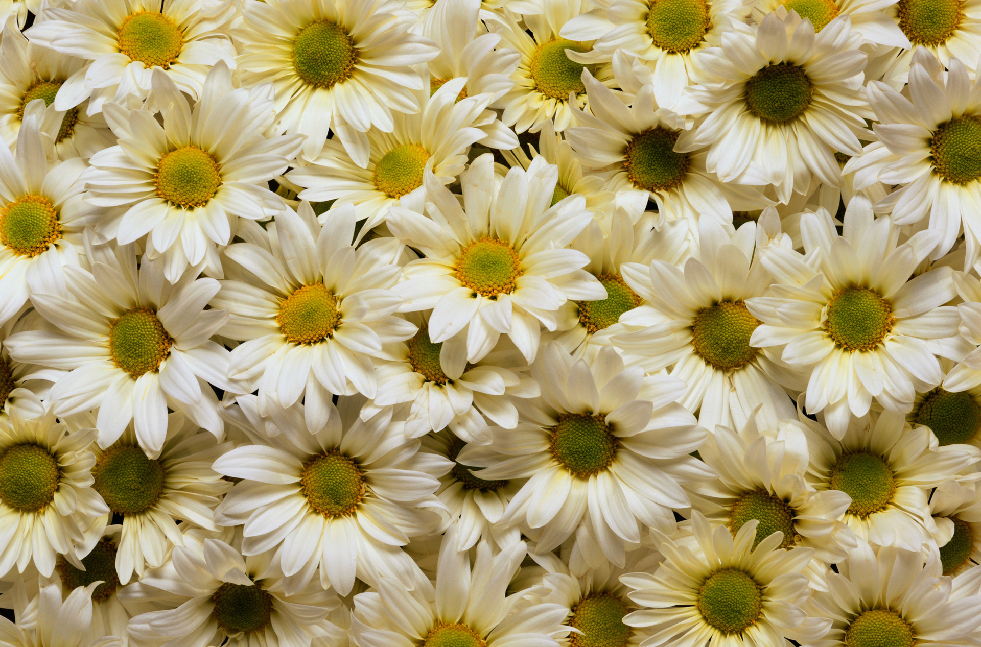 Téléchargez gratuitement l'image Fleurs, Marguerite, Terre/nature sur le bureau de votre PC