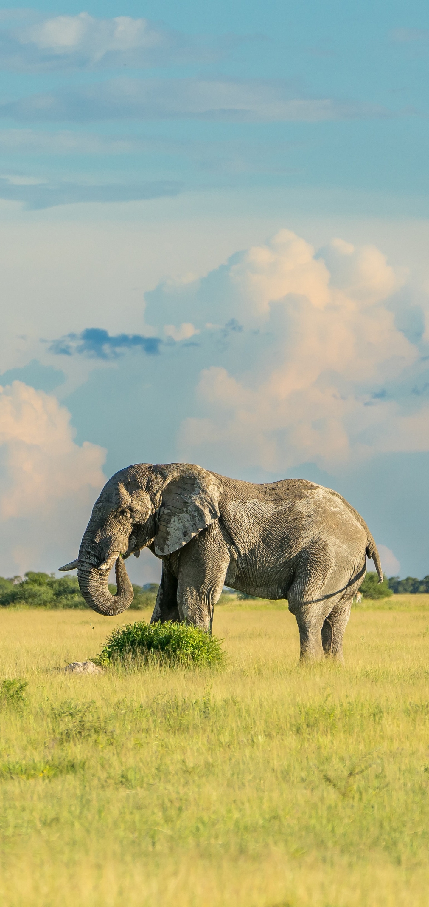 Скачать обои бесплатно Животные, Саванна, Слоны, Слон, Африканский Слон картинка на рабочий стол ПК