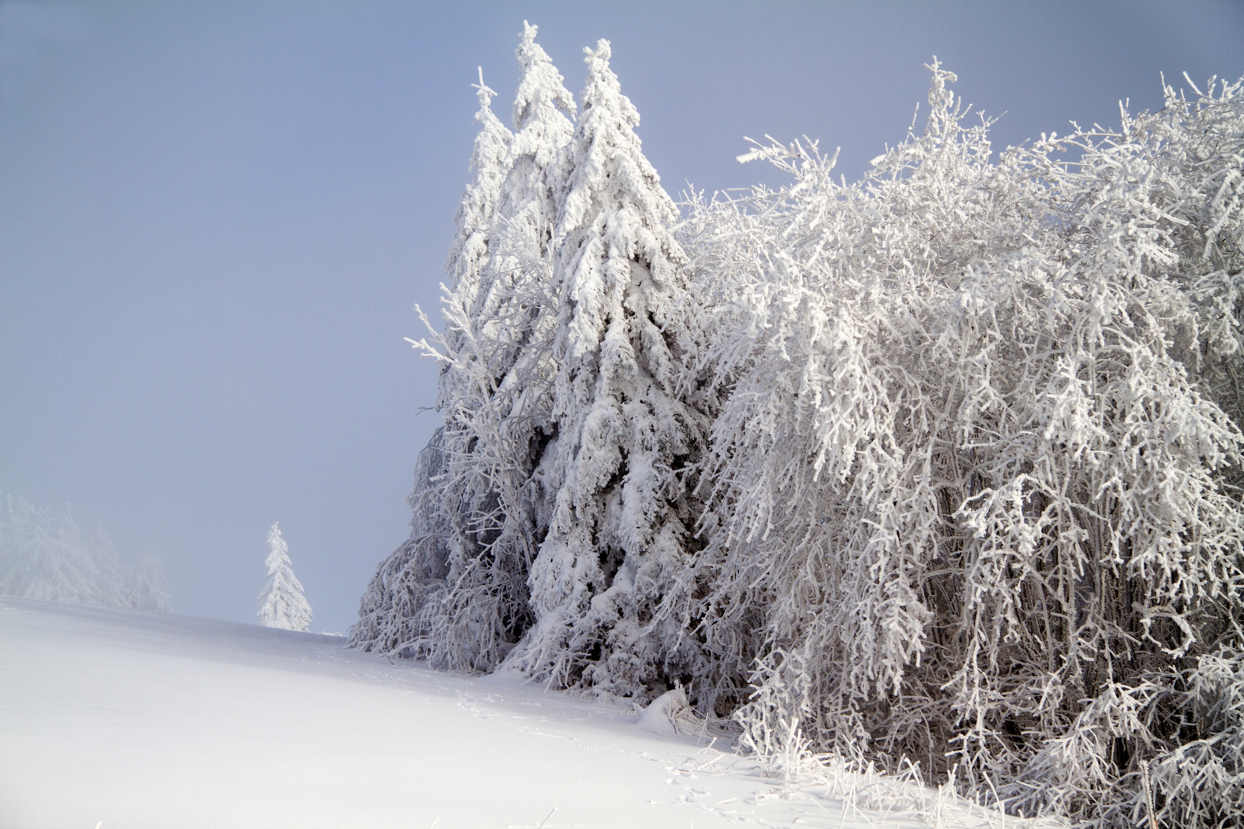 Скачать обои бесплатно Снег, Лес, Природа, Зима картинка на рабочий стол ПК