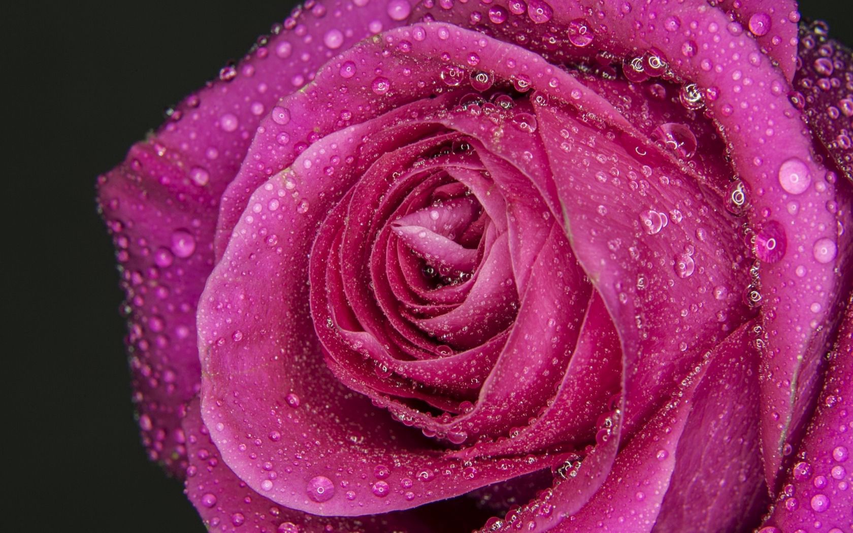 Ultra HD Rose Flower wallpaper