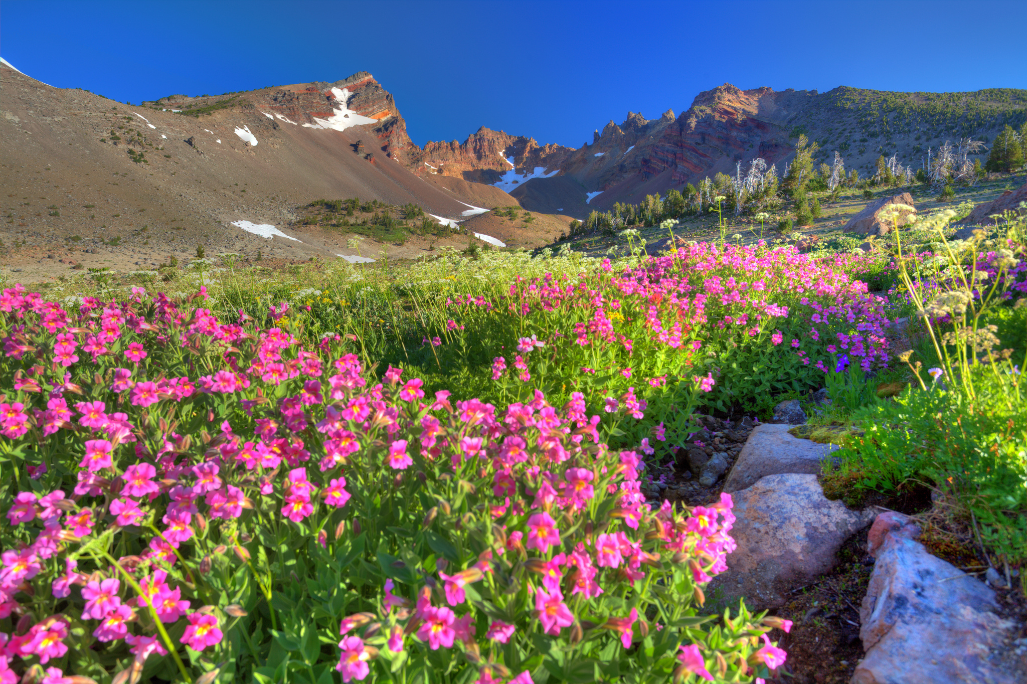 Free download wallpaper Flowers, Flower, Earth on your PC desktop