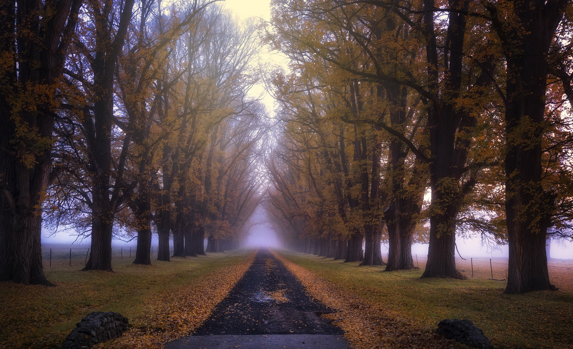 Free download wallpaper Road, Fog, Fall, Man Made on your PC desktop