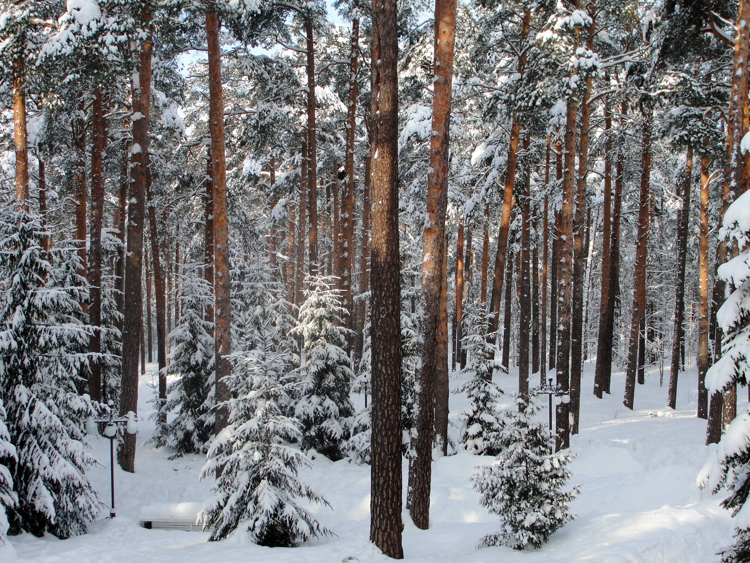 69763壁紙のダウンロード冬, 自然, 木, 森林, 森, サンクトペテルブルク, パブロフスク-スクリーンセーバーと写真を無料で
