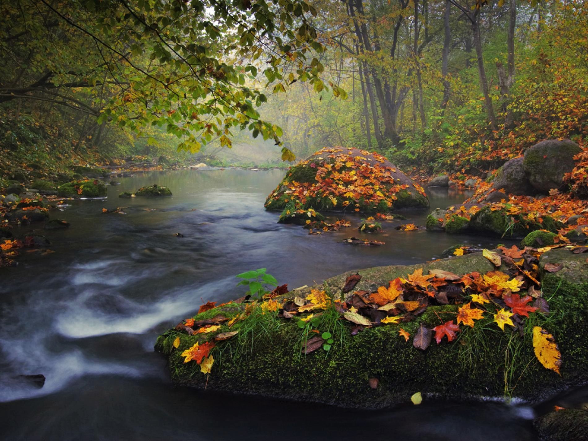 Download mobile wallpaper Forest, Tree, Fog, Fall, Earth, Stream for free.