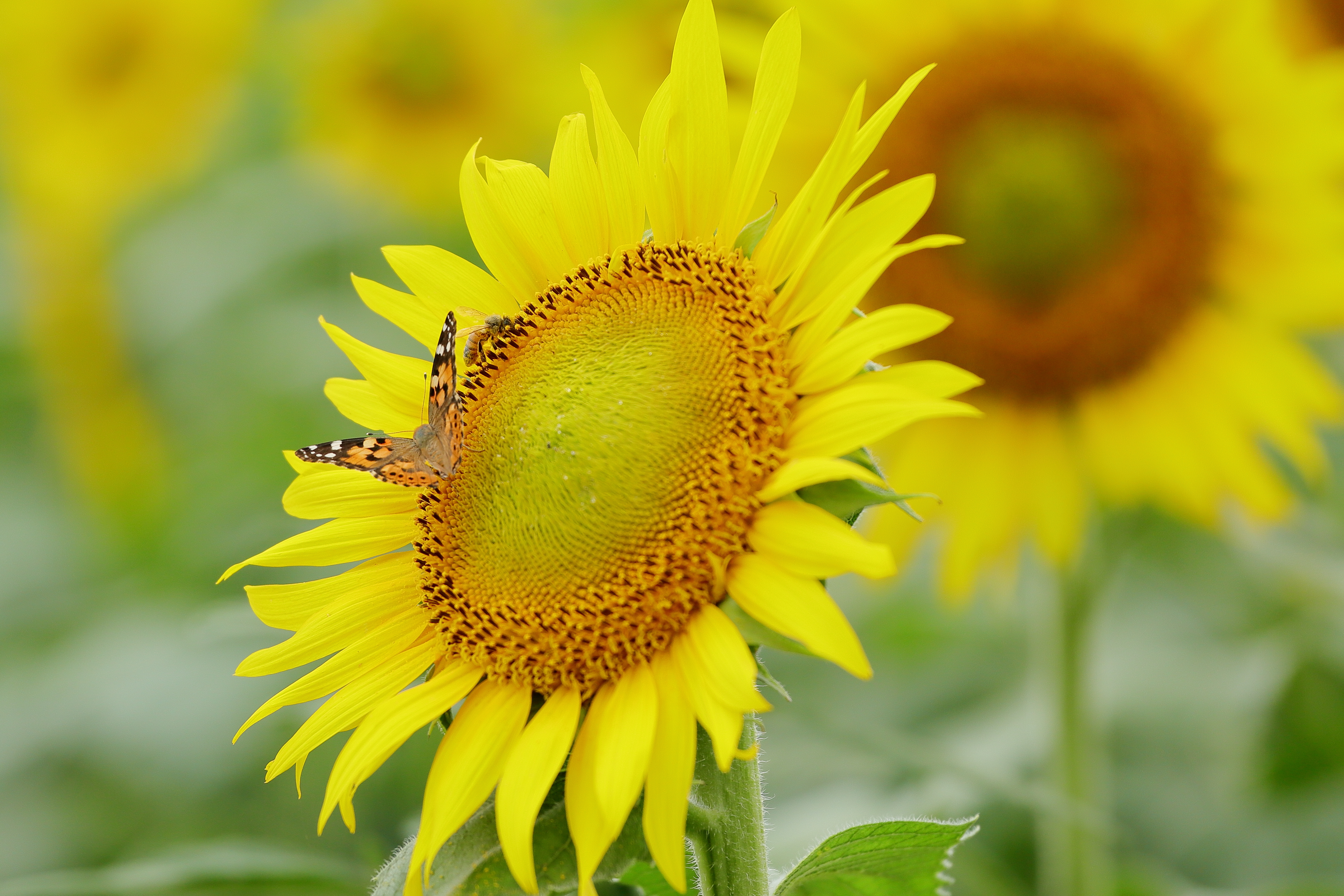 Download mobile wallpaper Flowers, Summer, Flower, Close Up, Earth, Butterfly, Sunflower, Yellow Flower for free.