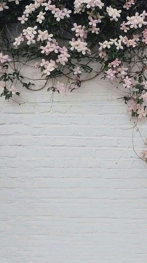 Download mobile wallpaper Flower, Wall, Man Made for free.