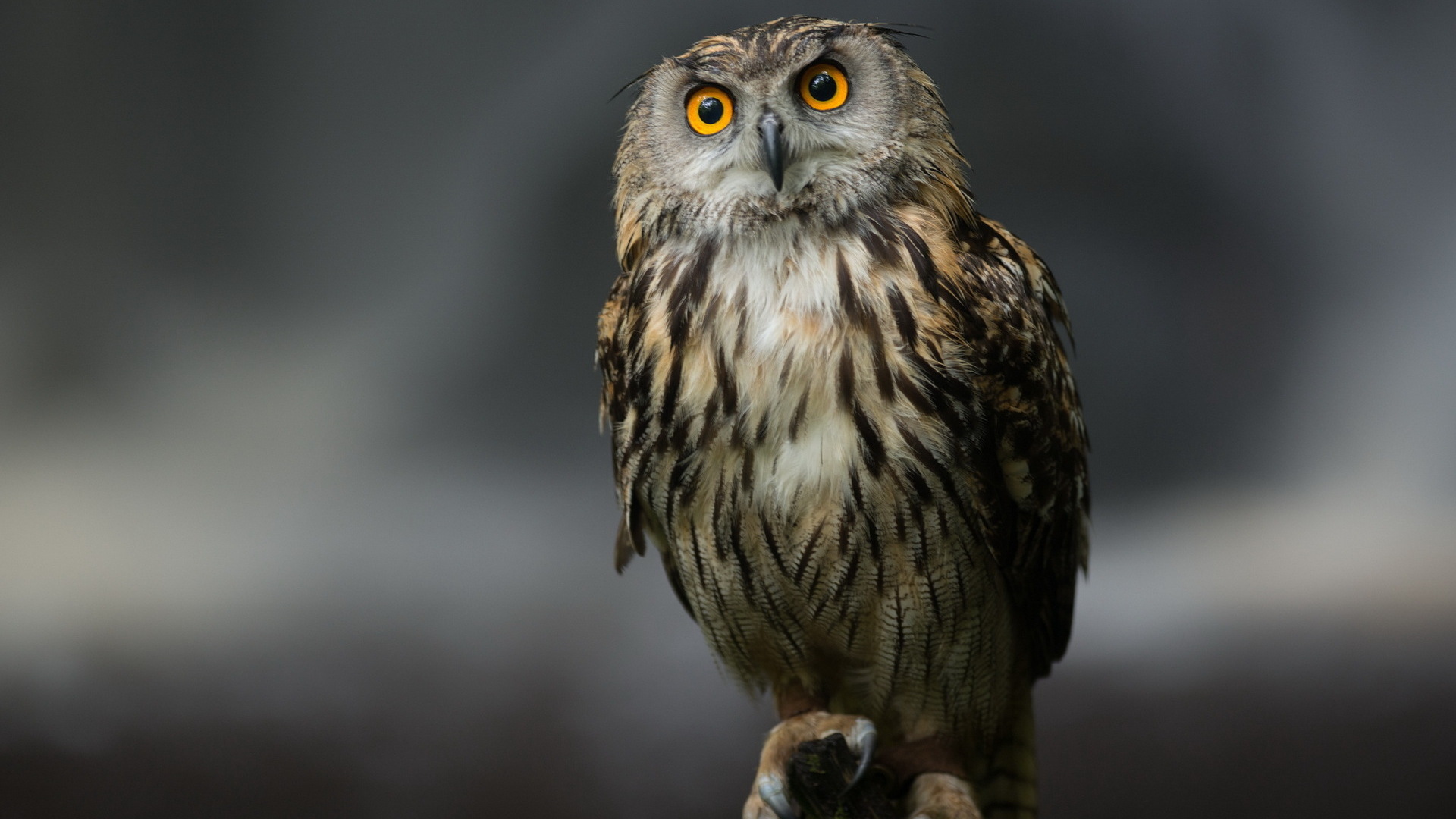 owl, animals, birds download HD wallpaper