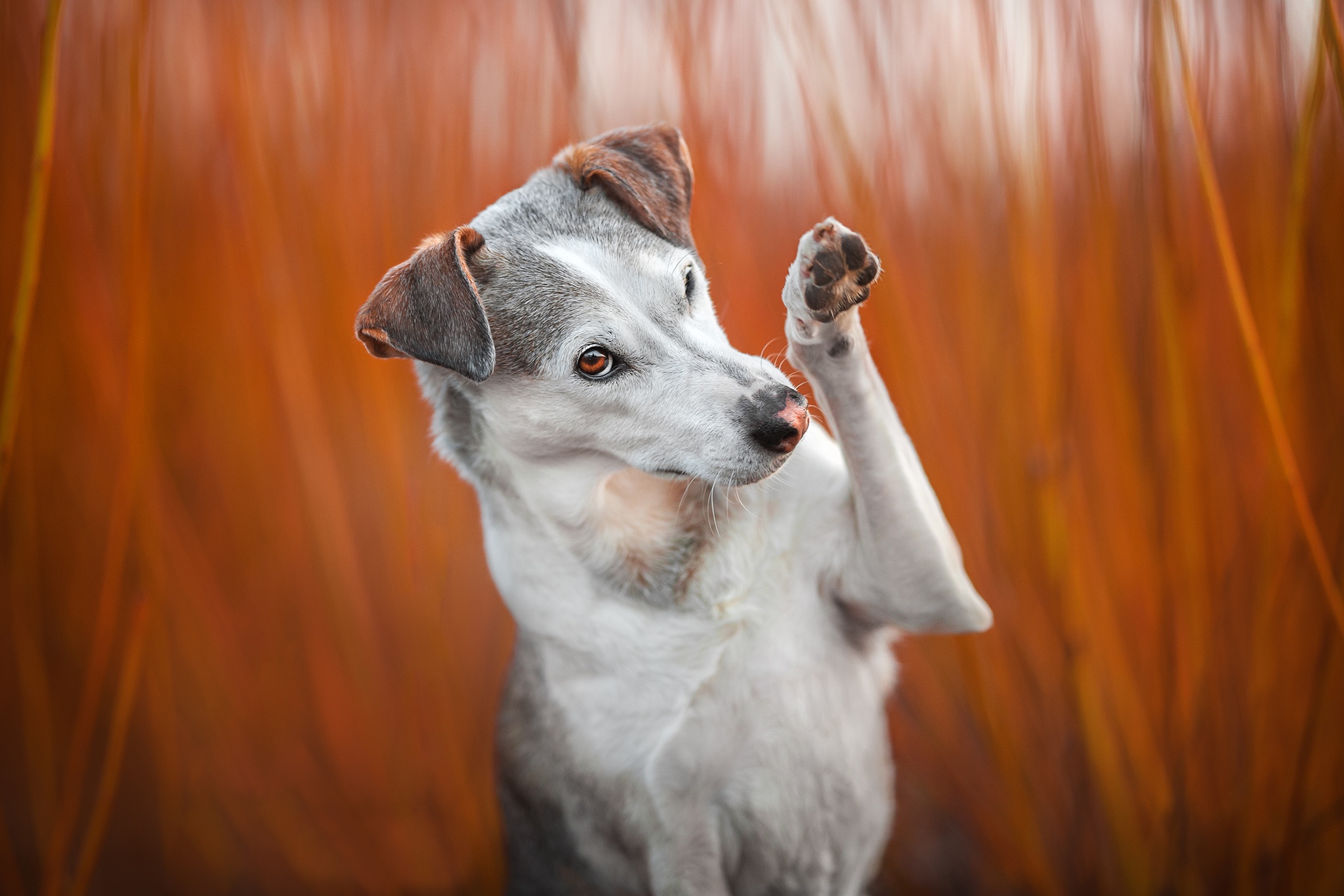 Téléchargez des papiers peints mobile Animaux, Chiens, Chien gratuitement.